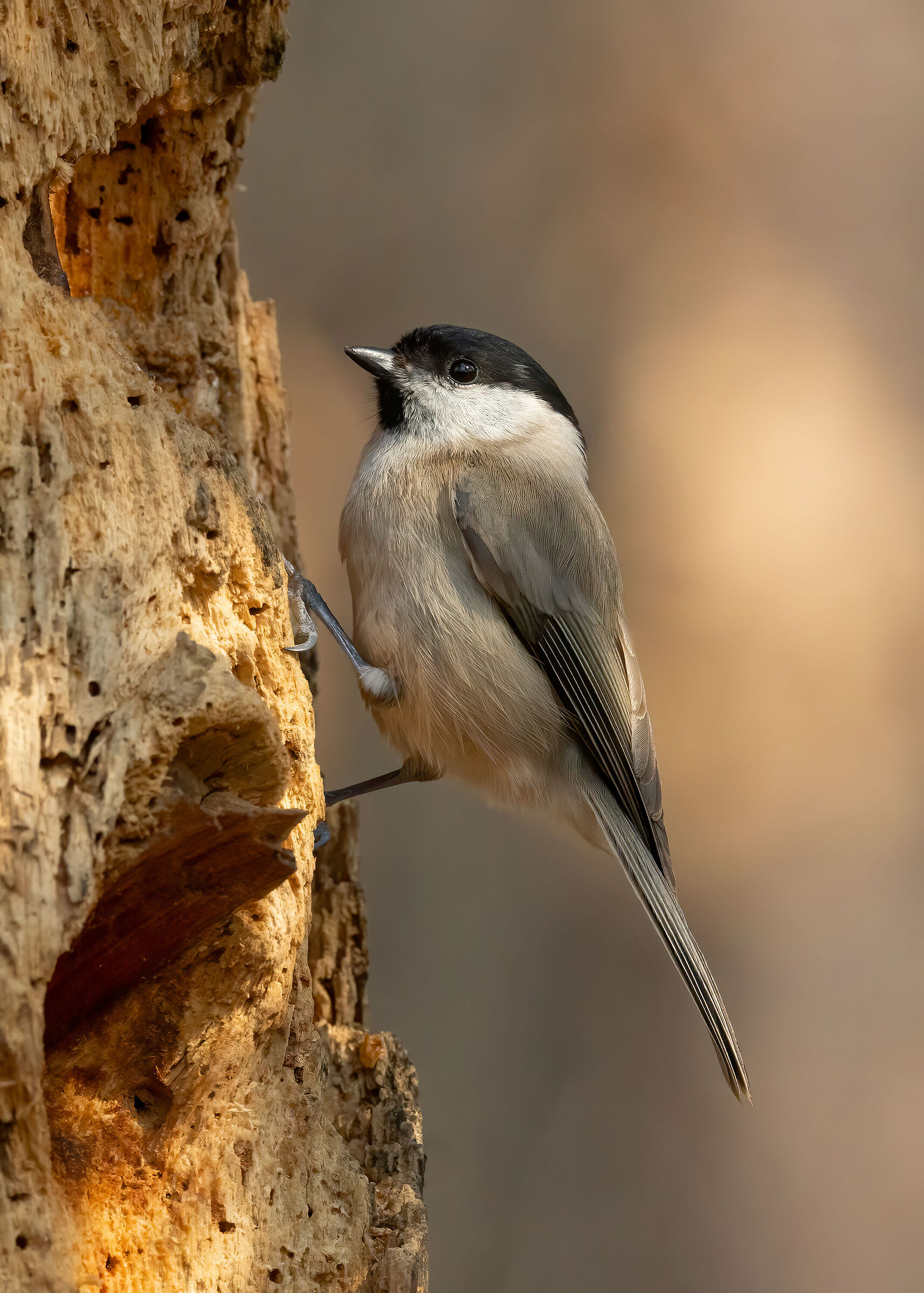 Cincia bigia (Poecile palustris)