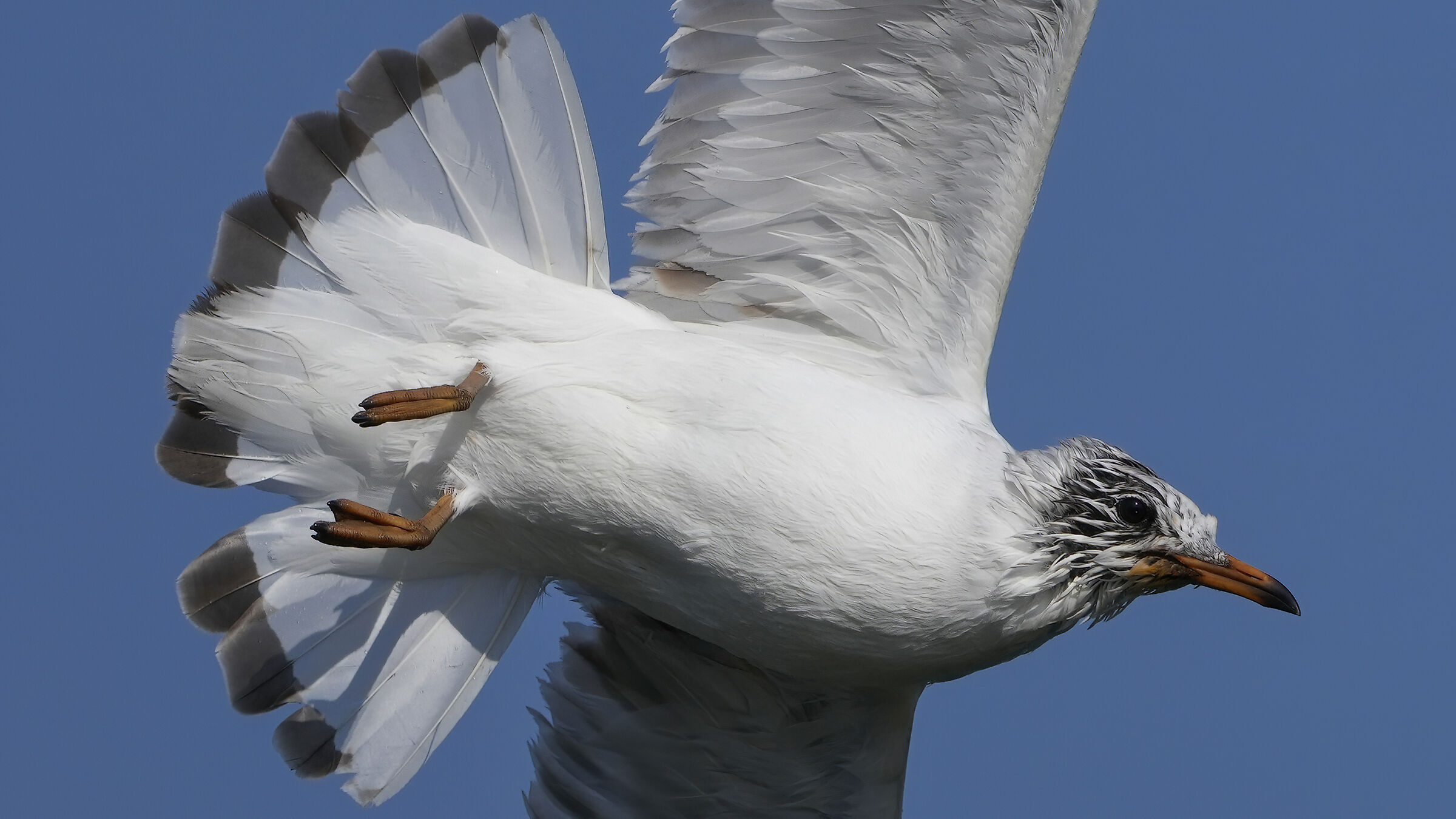 Gabbiano (Prove Sony a7rv)