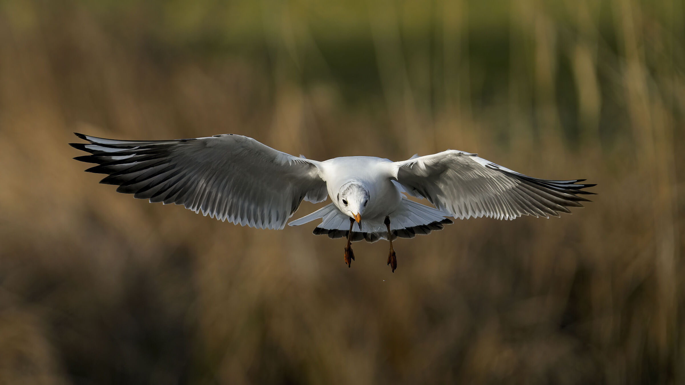 Seagull (Sony A7RV Tests)