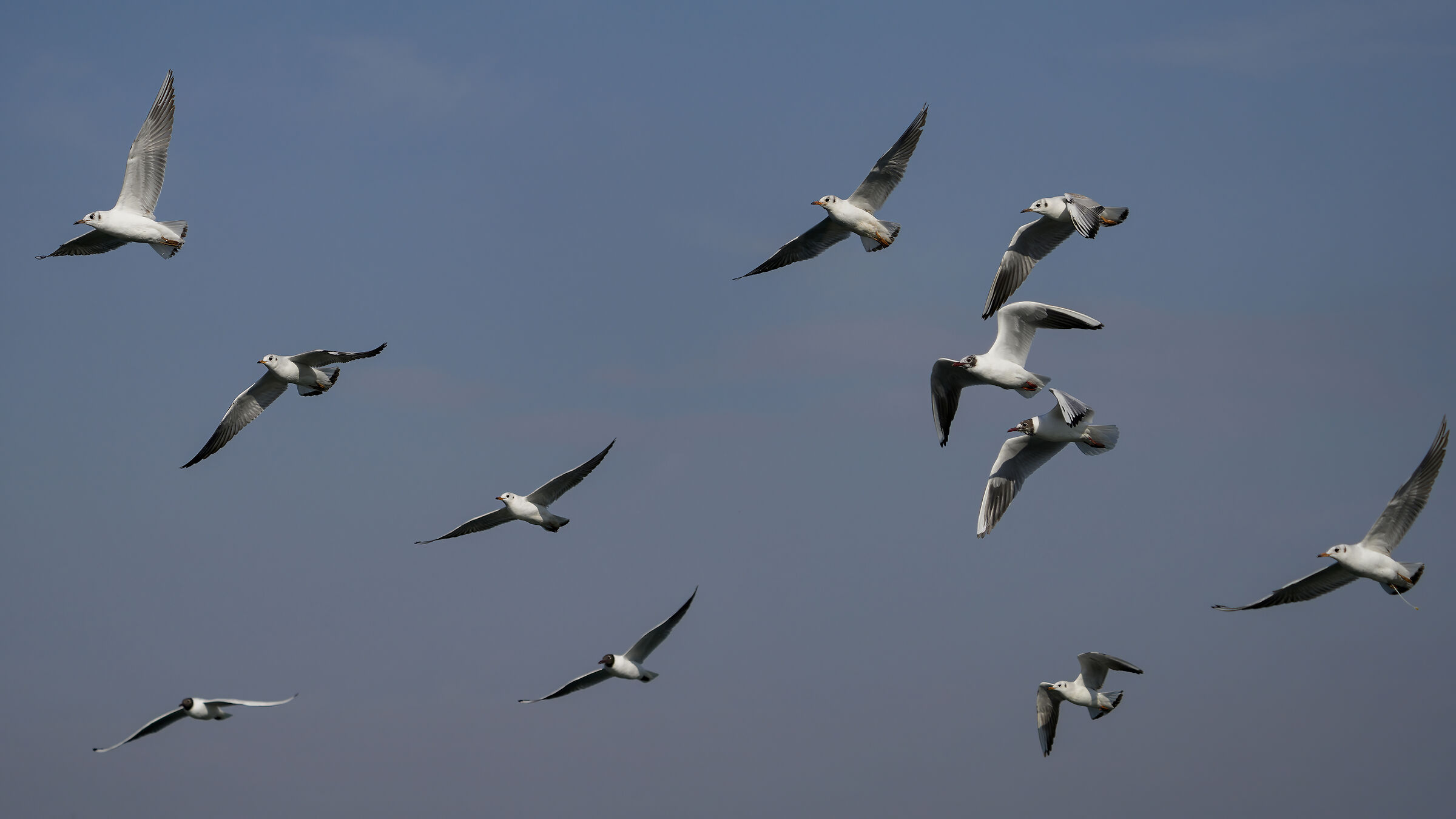 Gabbiani (Prove Sony a7rv)