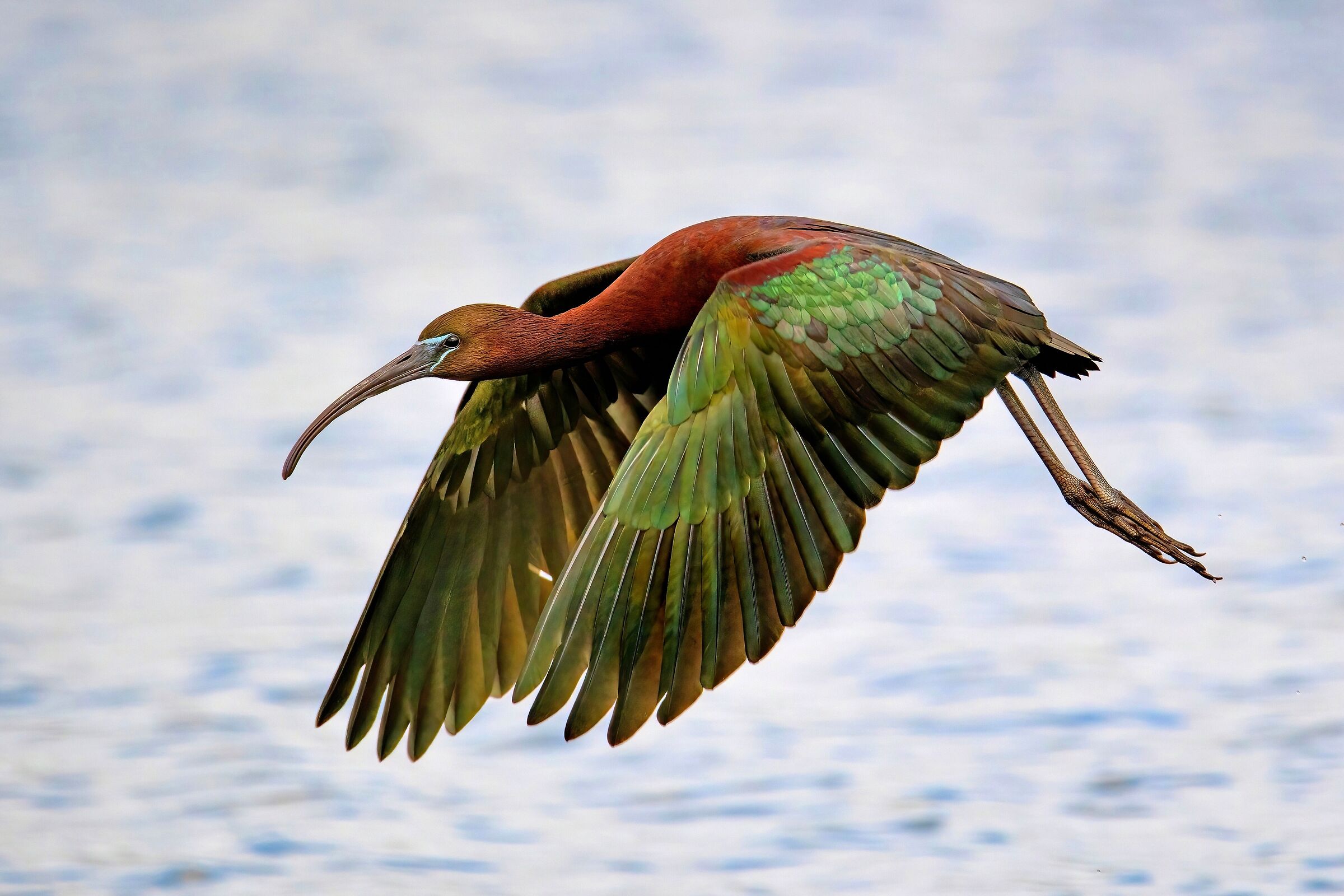 Glossy ibis