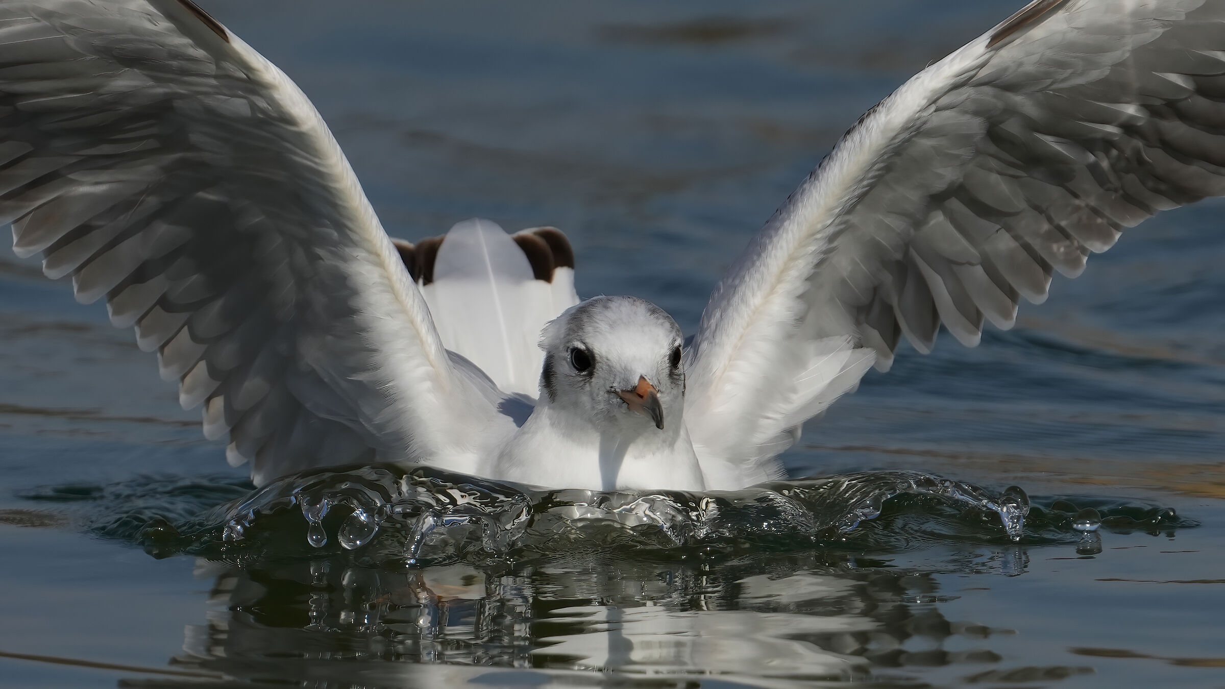 The wave of the seagull