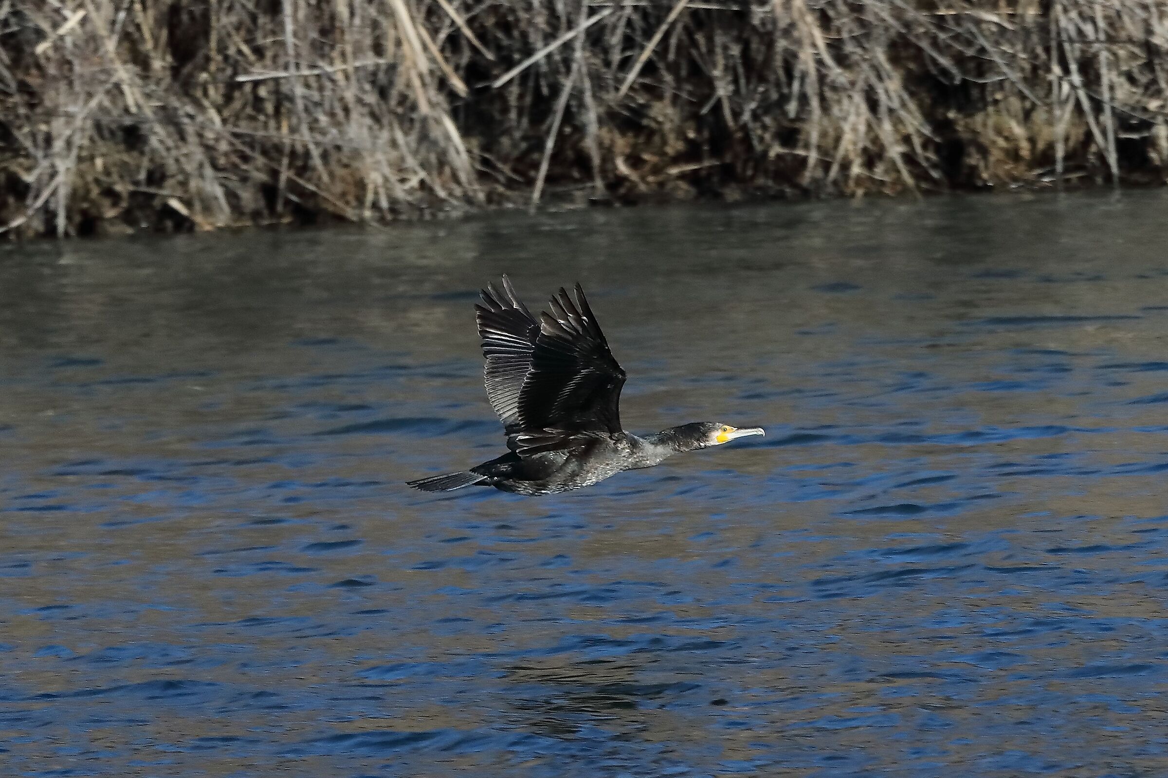 Cormorano 09-01-2023