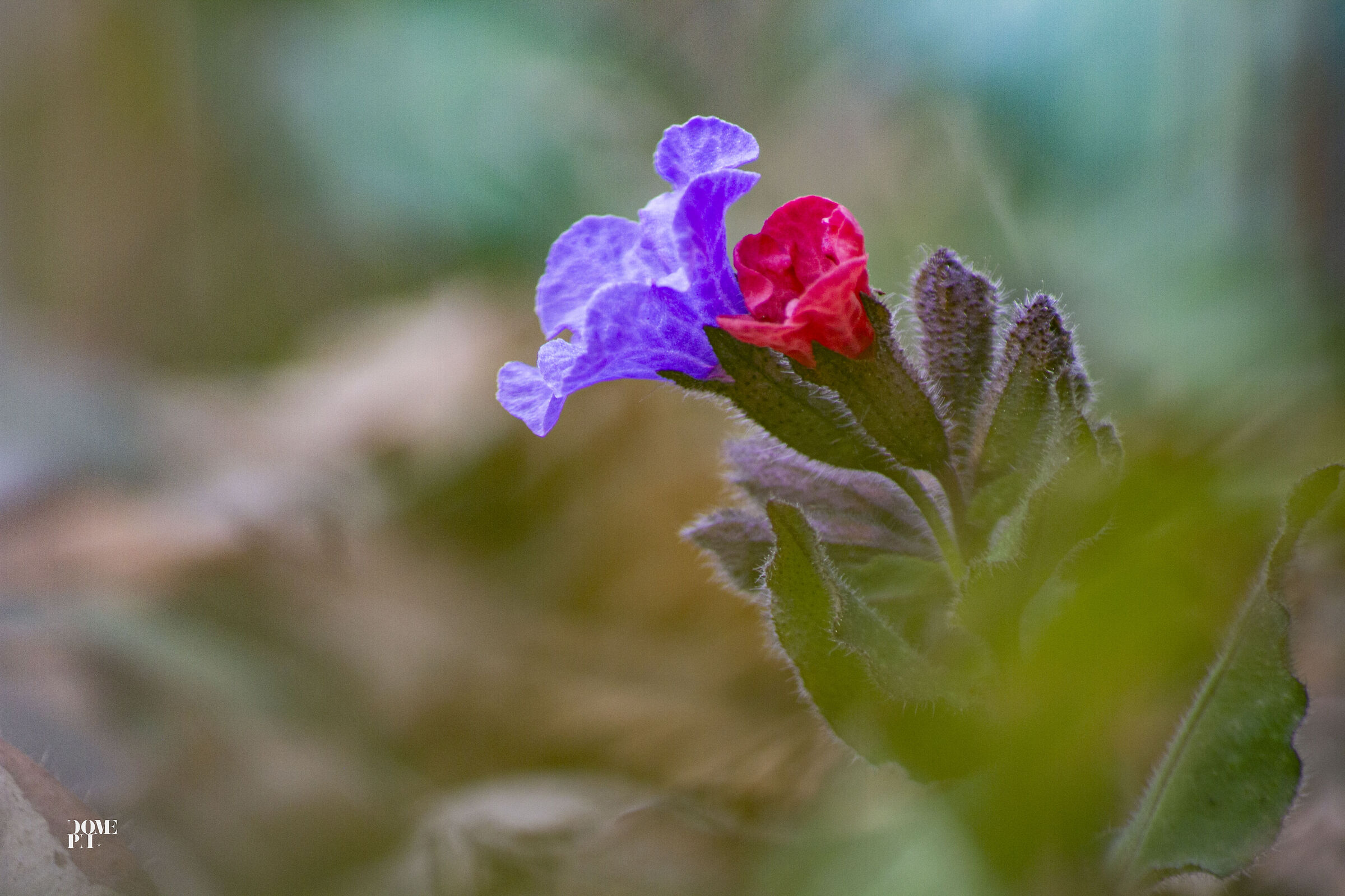 Pulmonaria officinalis,