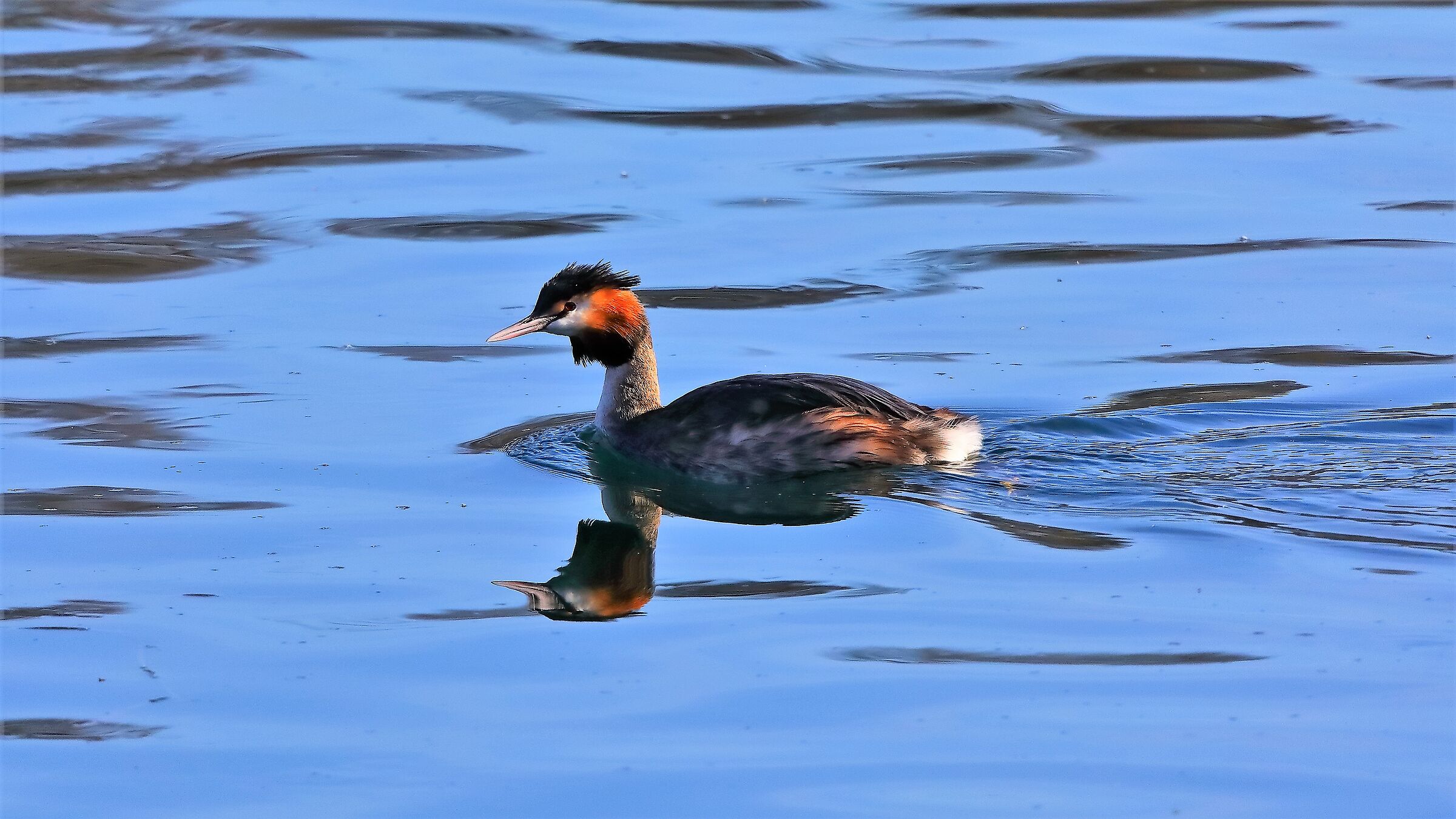 Svasso 08 feb 2022 --018--