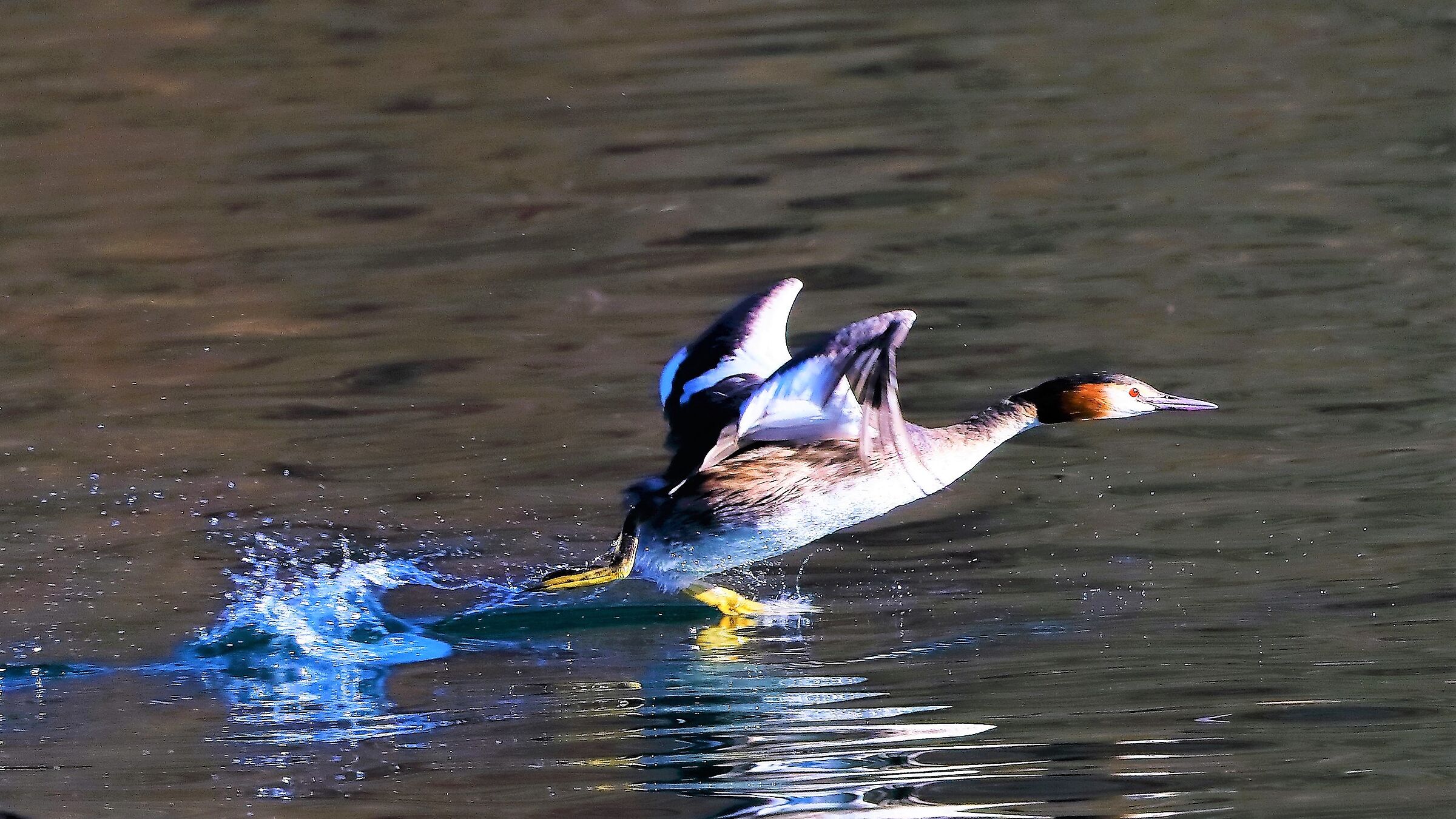 Svasso 08 feb 2022 --023--