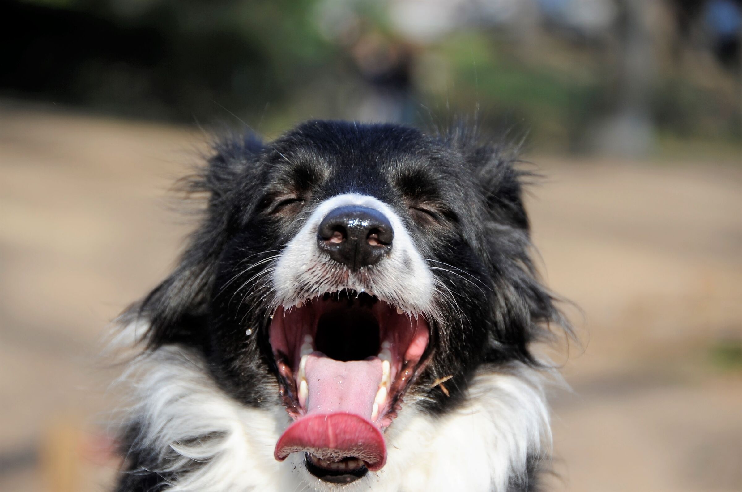 Centrata cornicetta DX