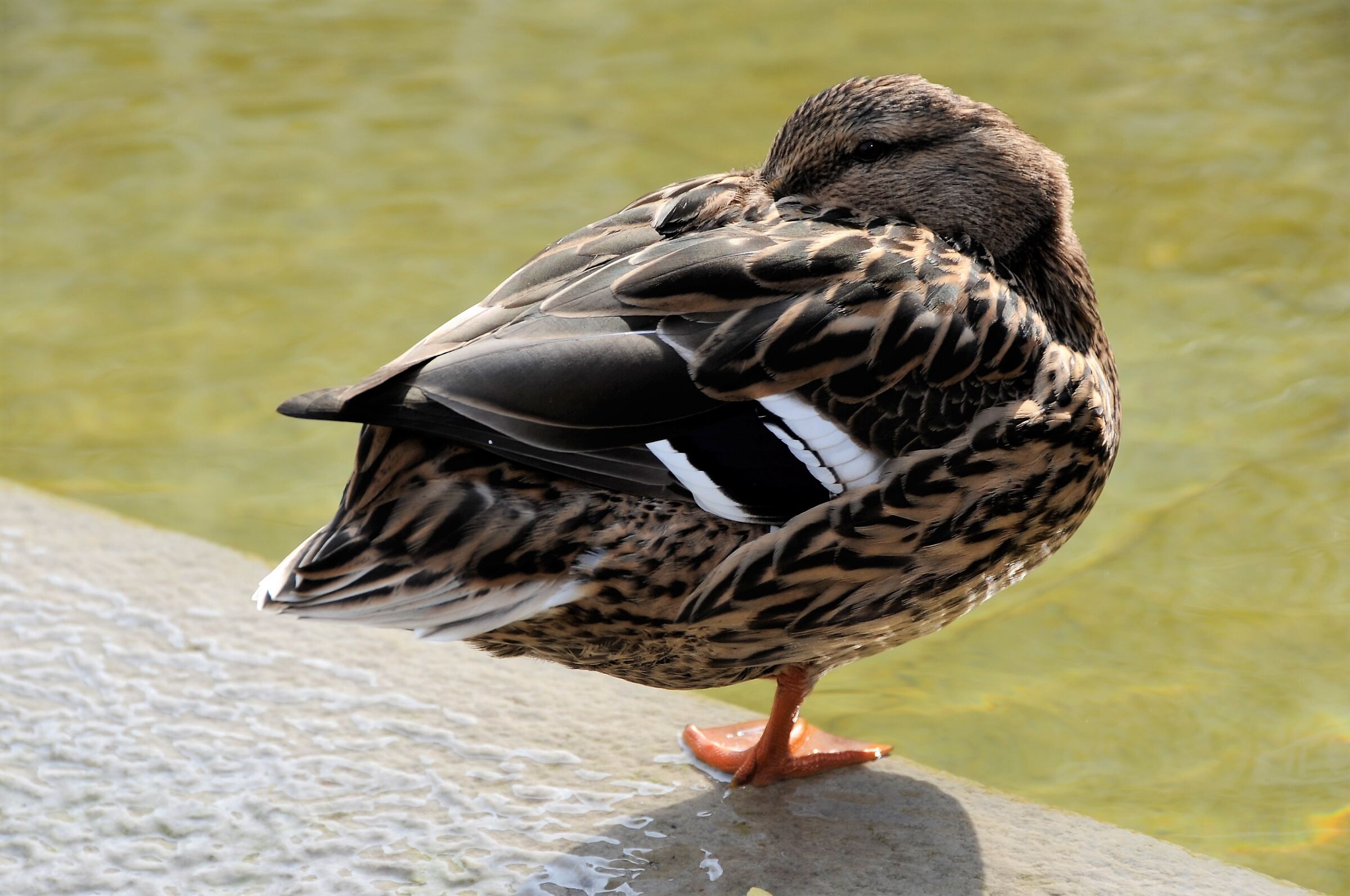 Luky centrata con cornicetta DX