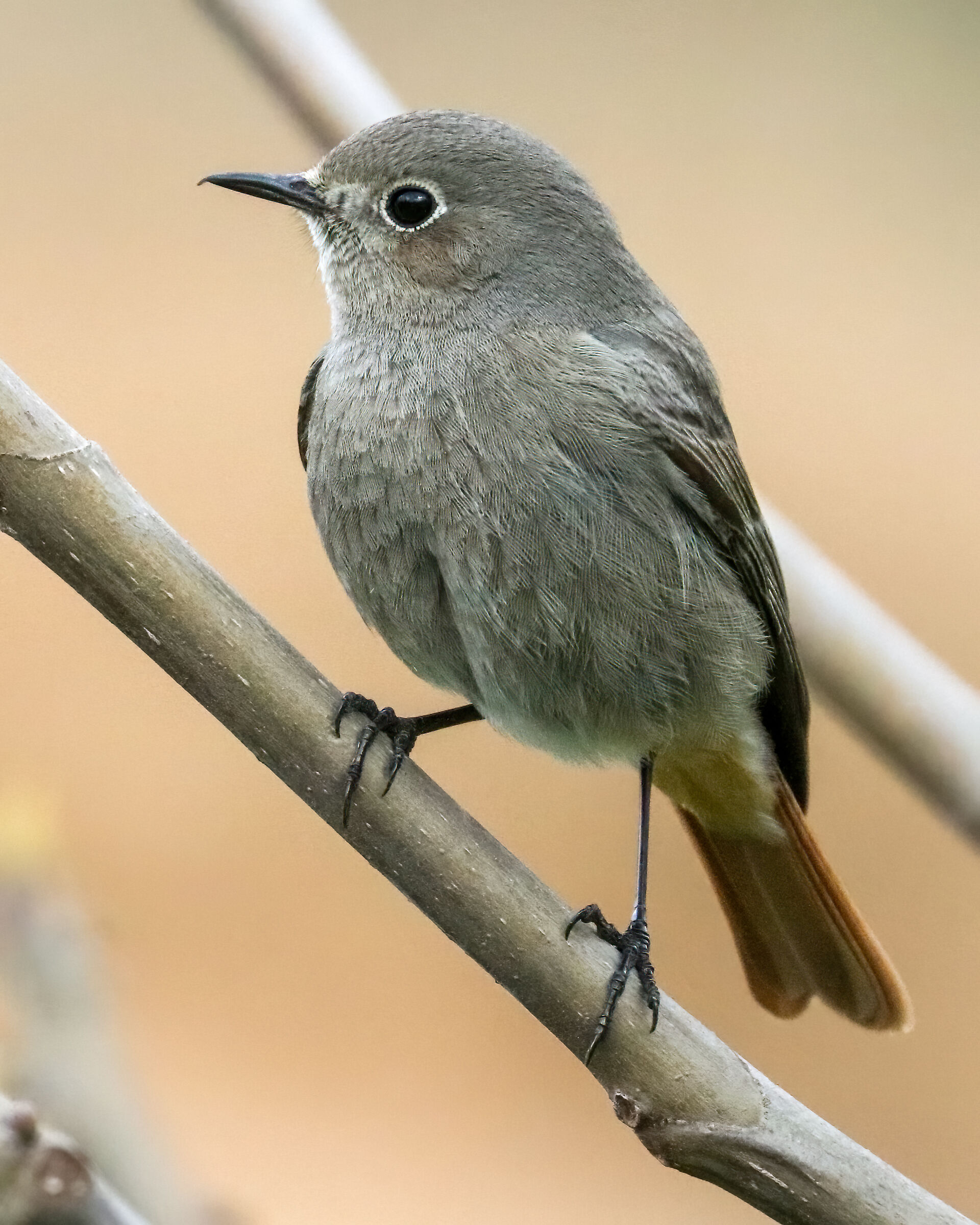 Redstart female chimney sweep