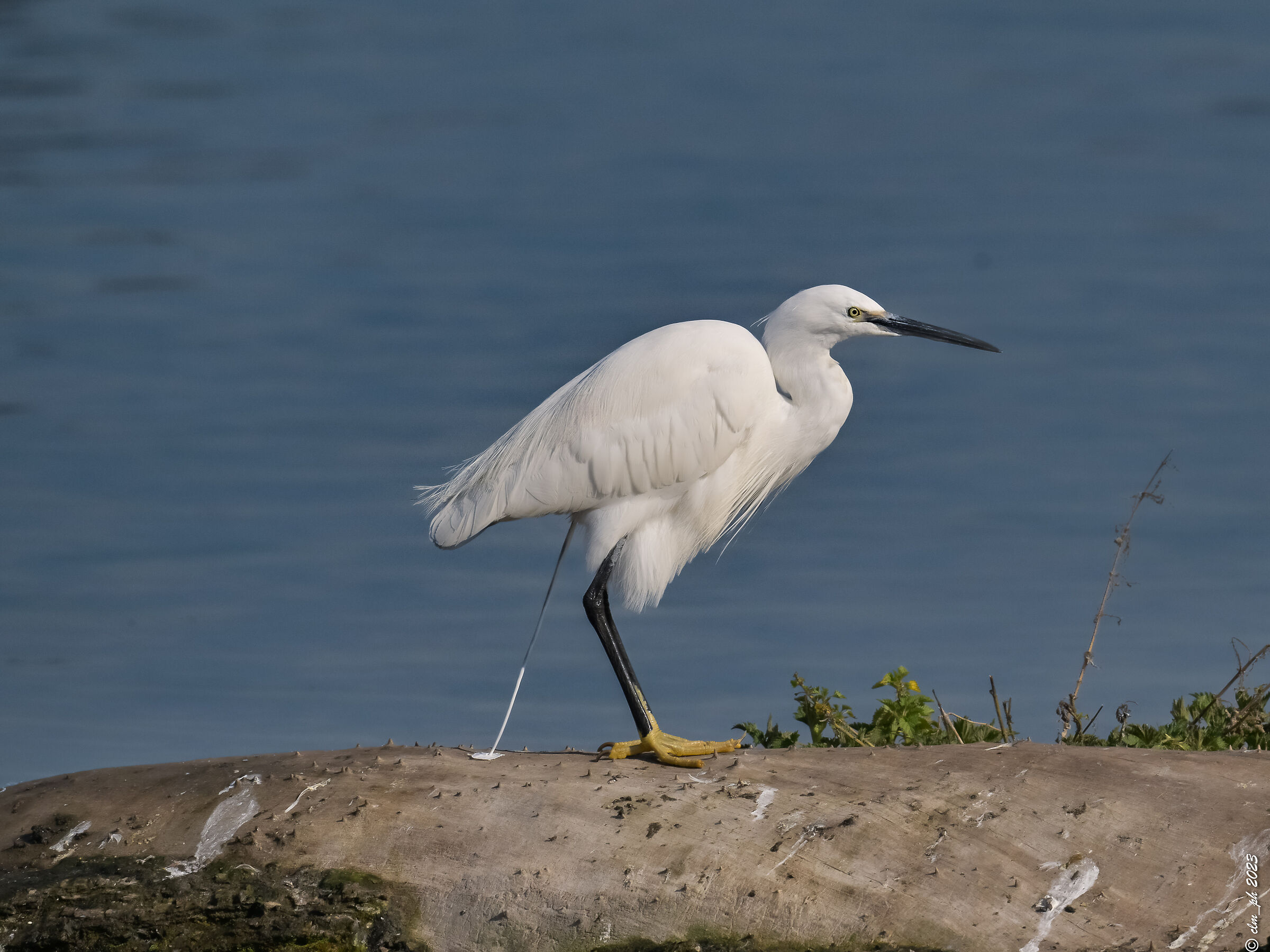 Egret... do good needs