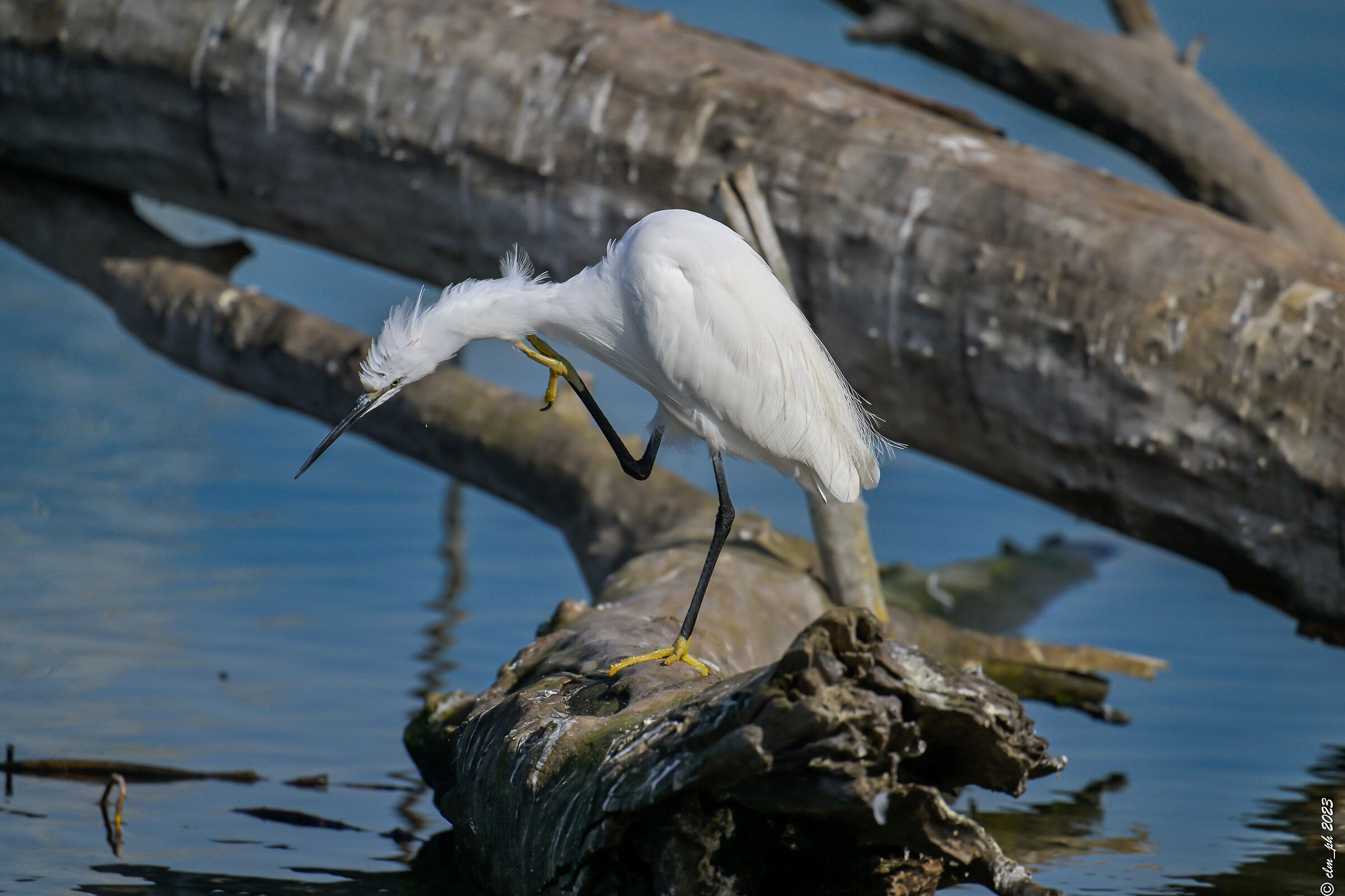 Egret... scratch