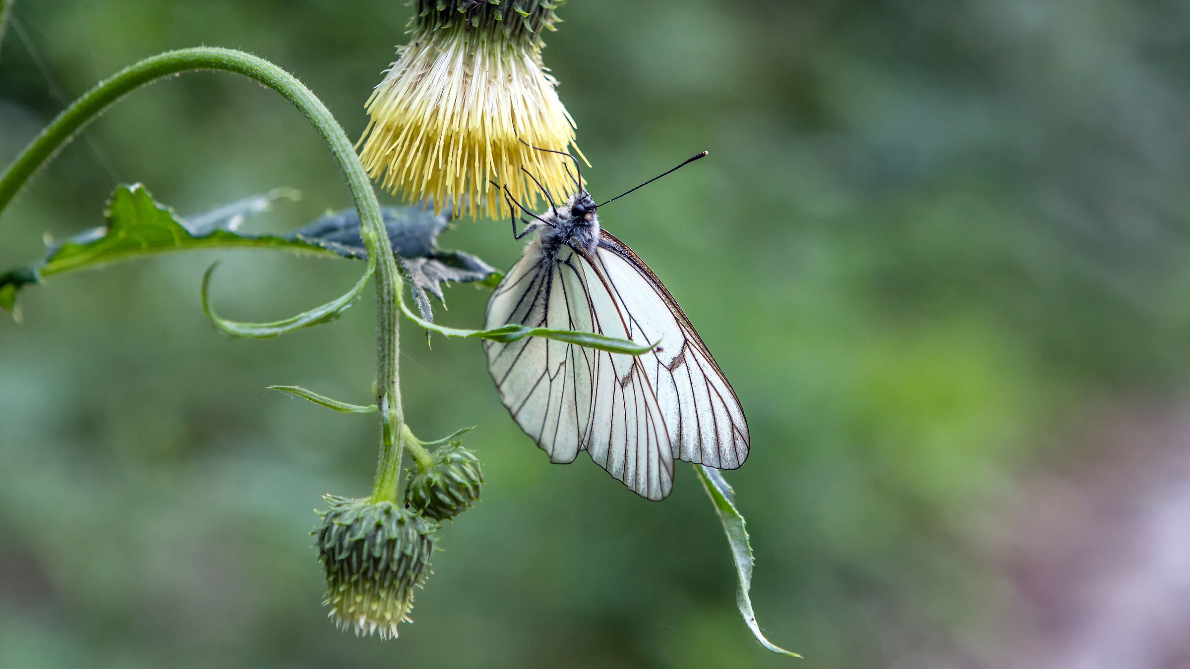 farfalla