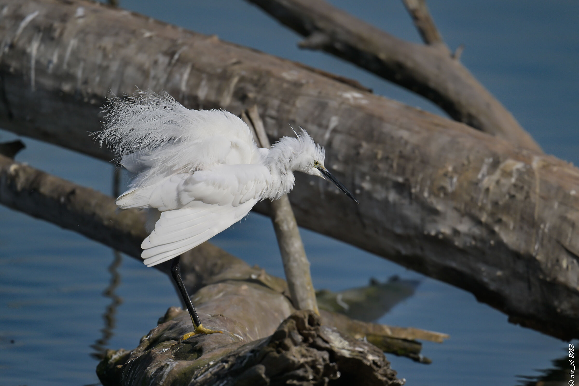 Uncombed egret