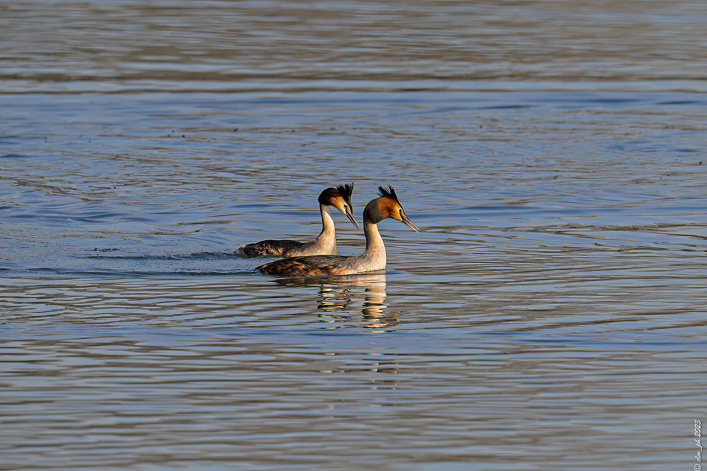 Grebes