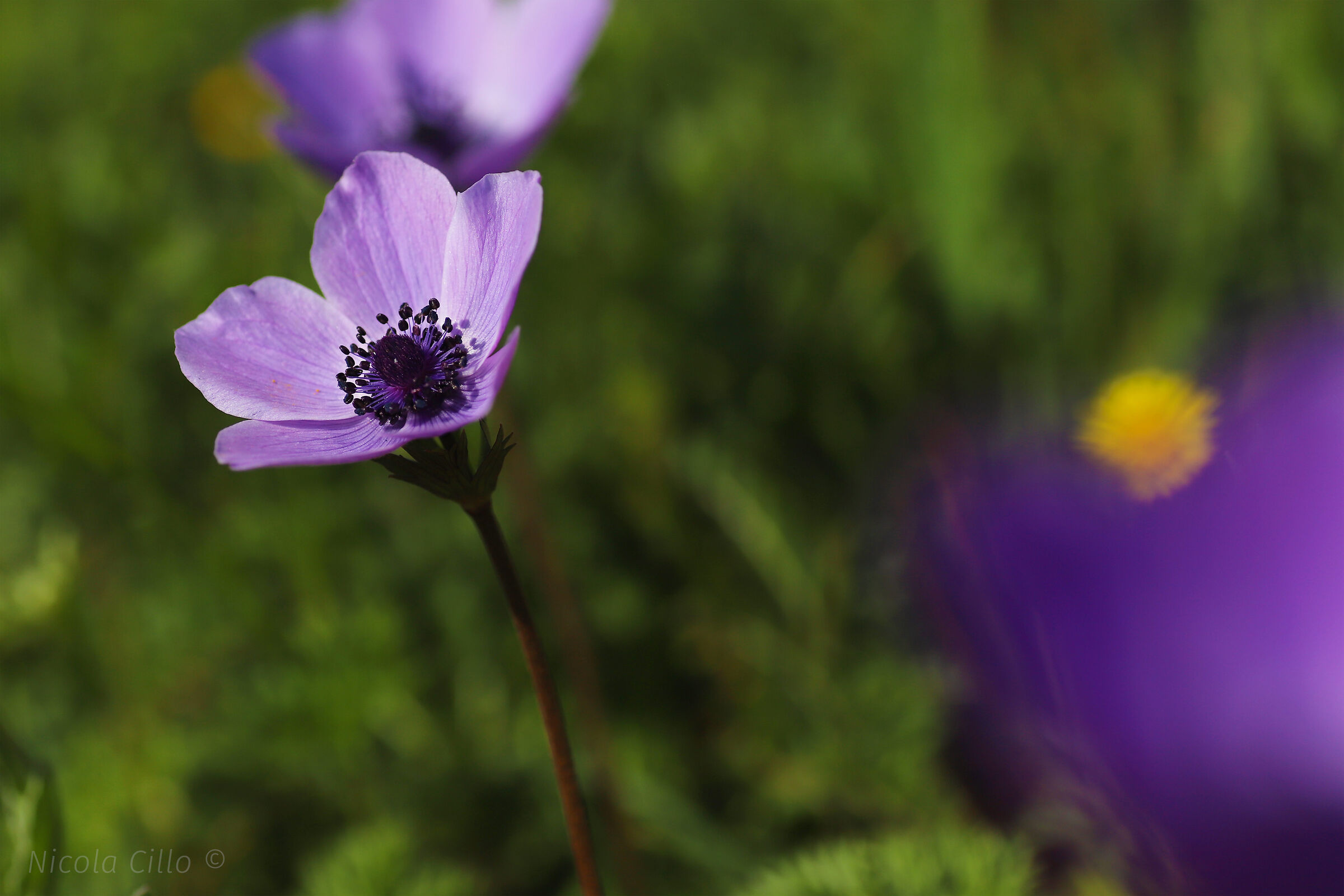 coronary anemone
