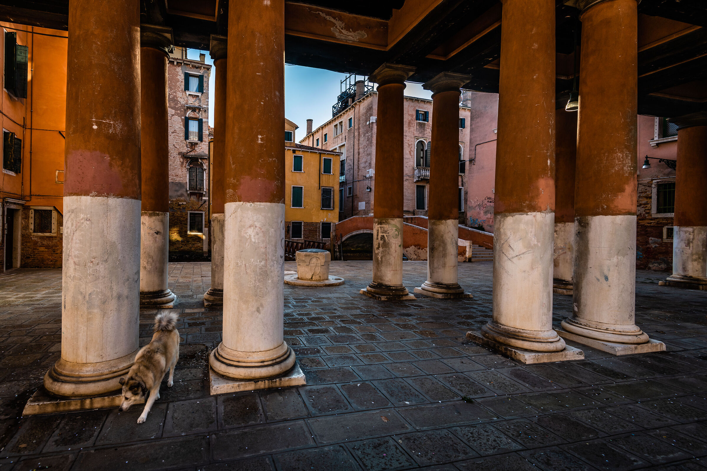 There is no dog... Actually, no!