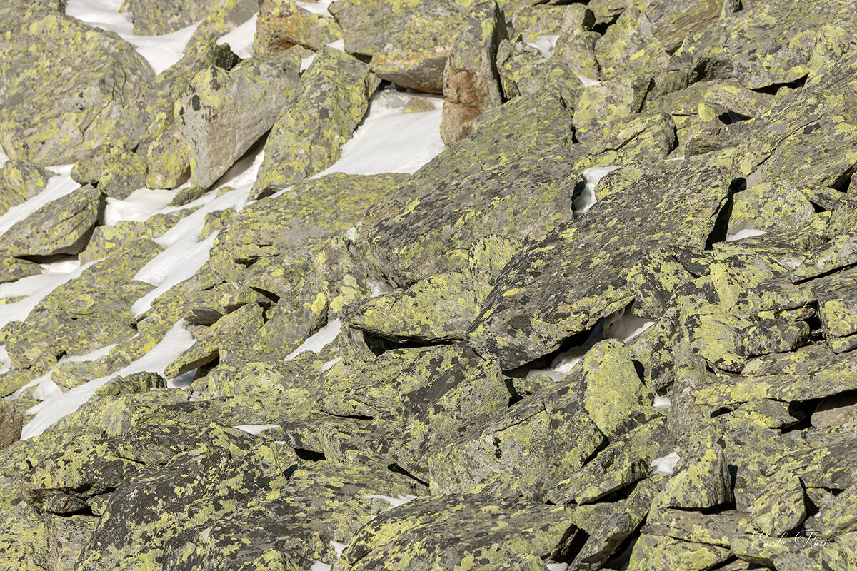 Who seeks finds-variable hare