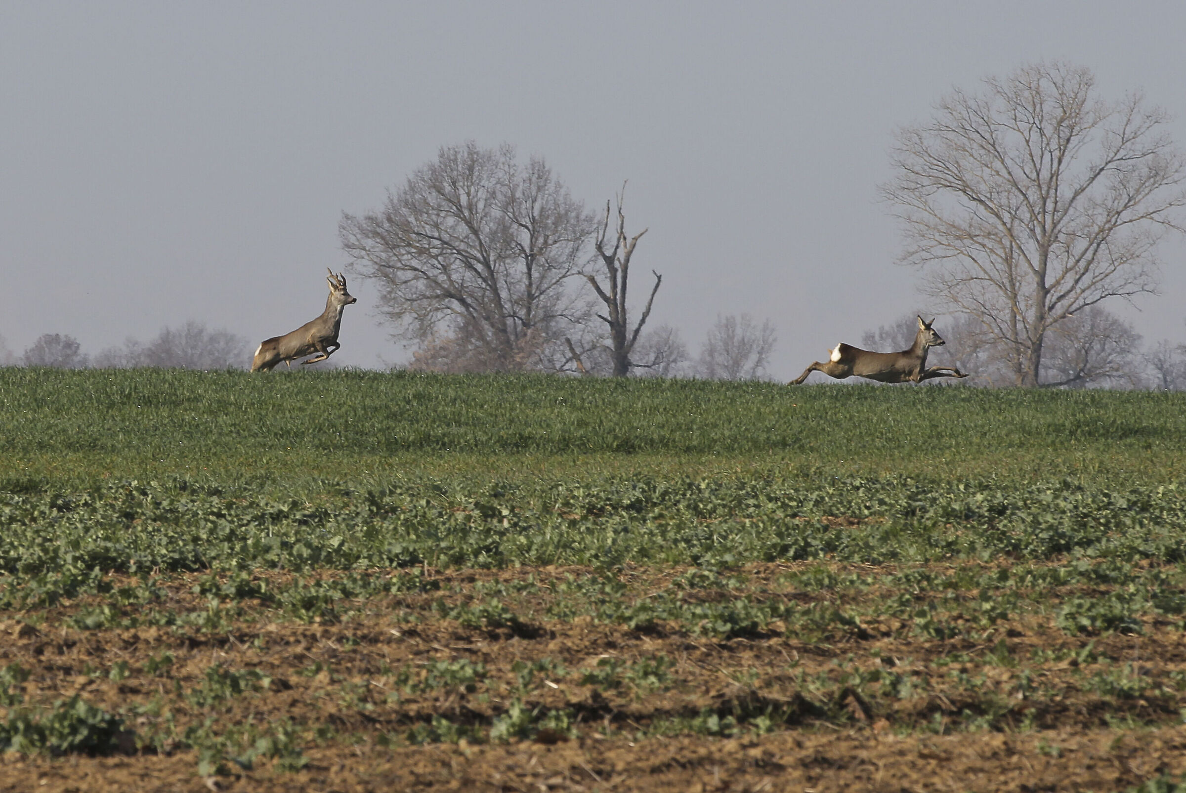 Roe deer