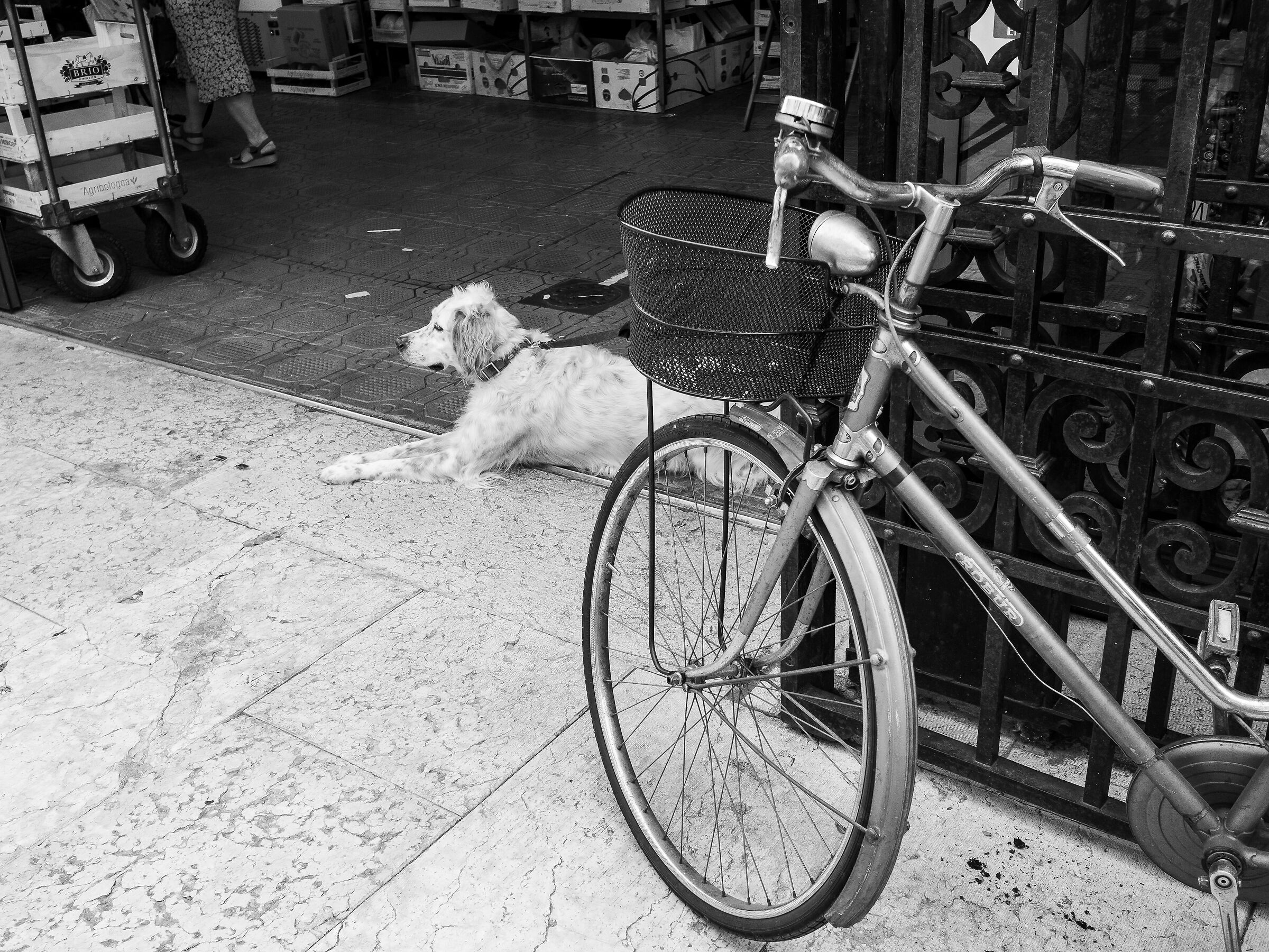 Albinelli Market (Modena)