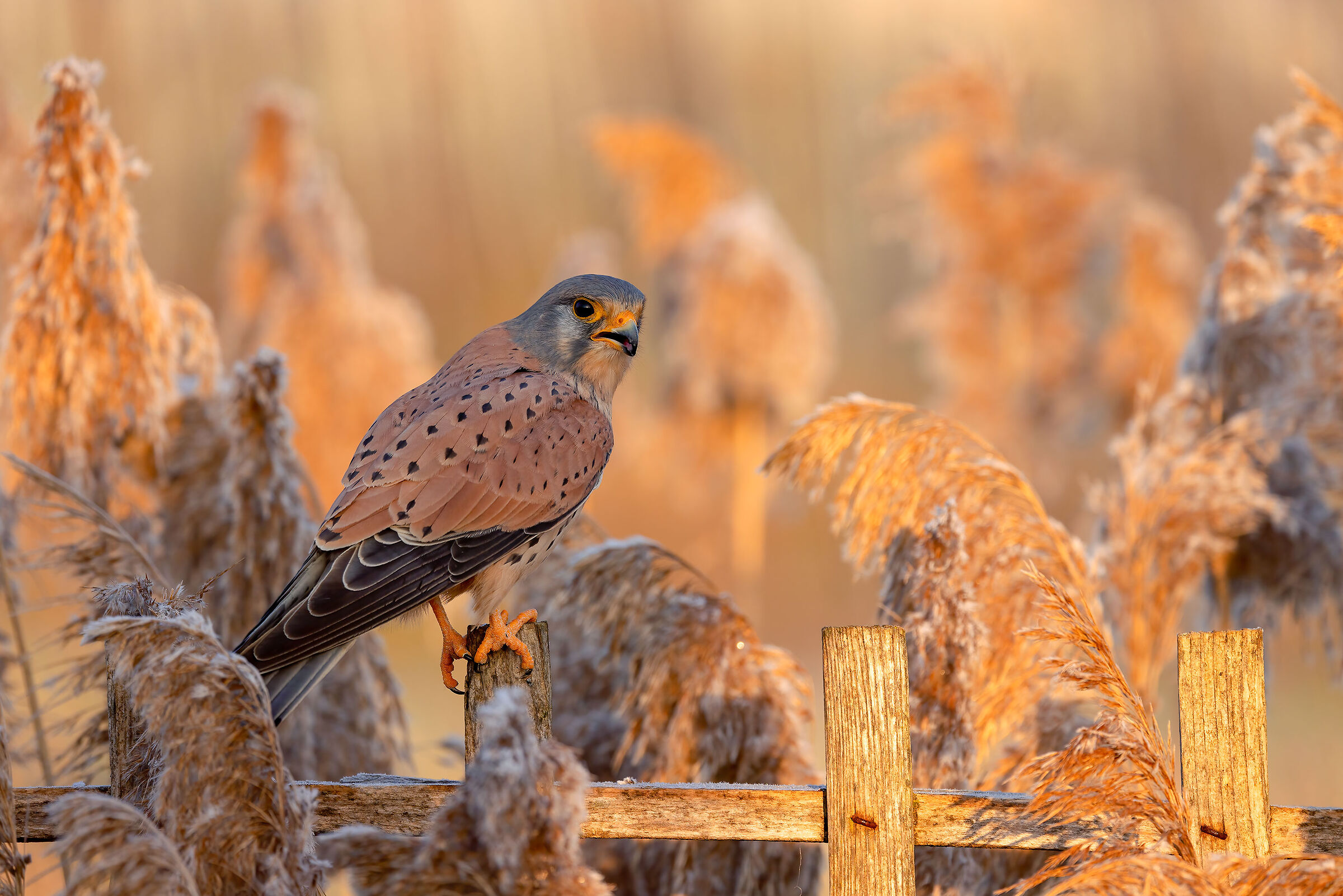 kestrel