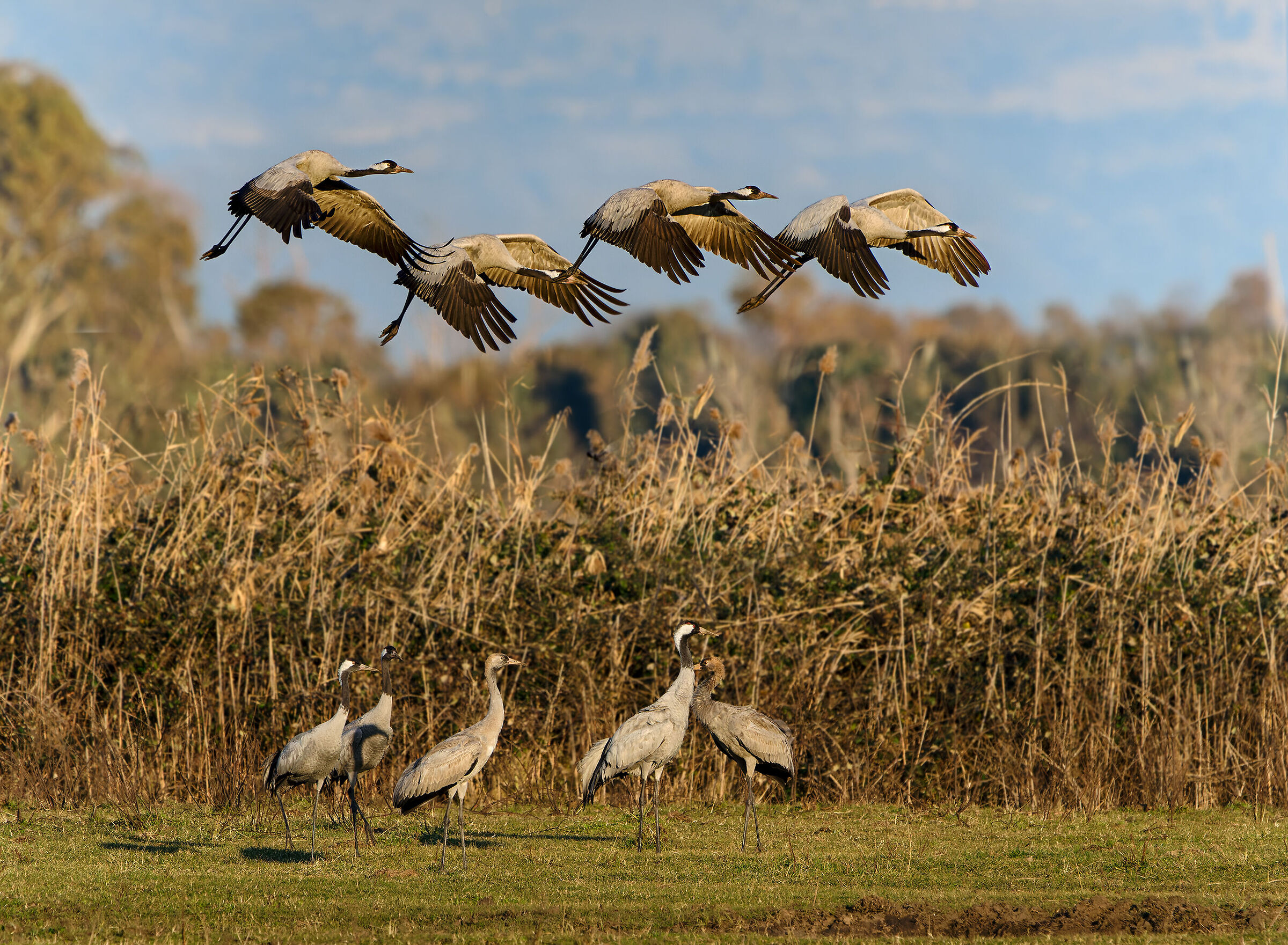 Grey cranes