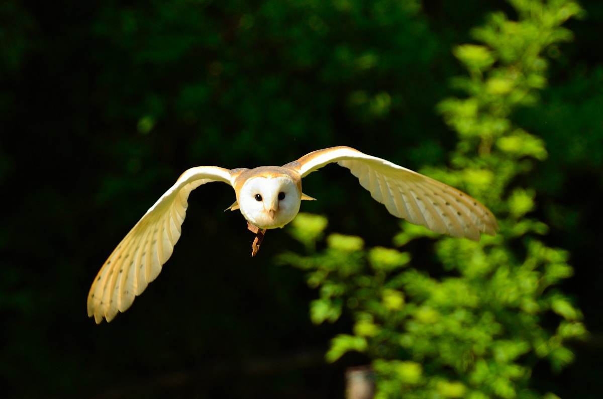 Barbagianni in volo 2