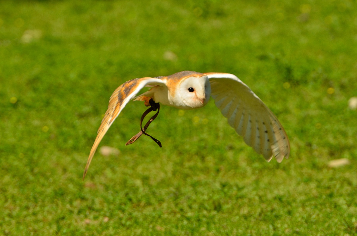 Barbagianni im volo 3
