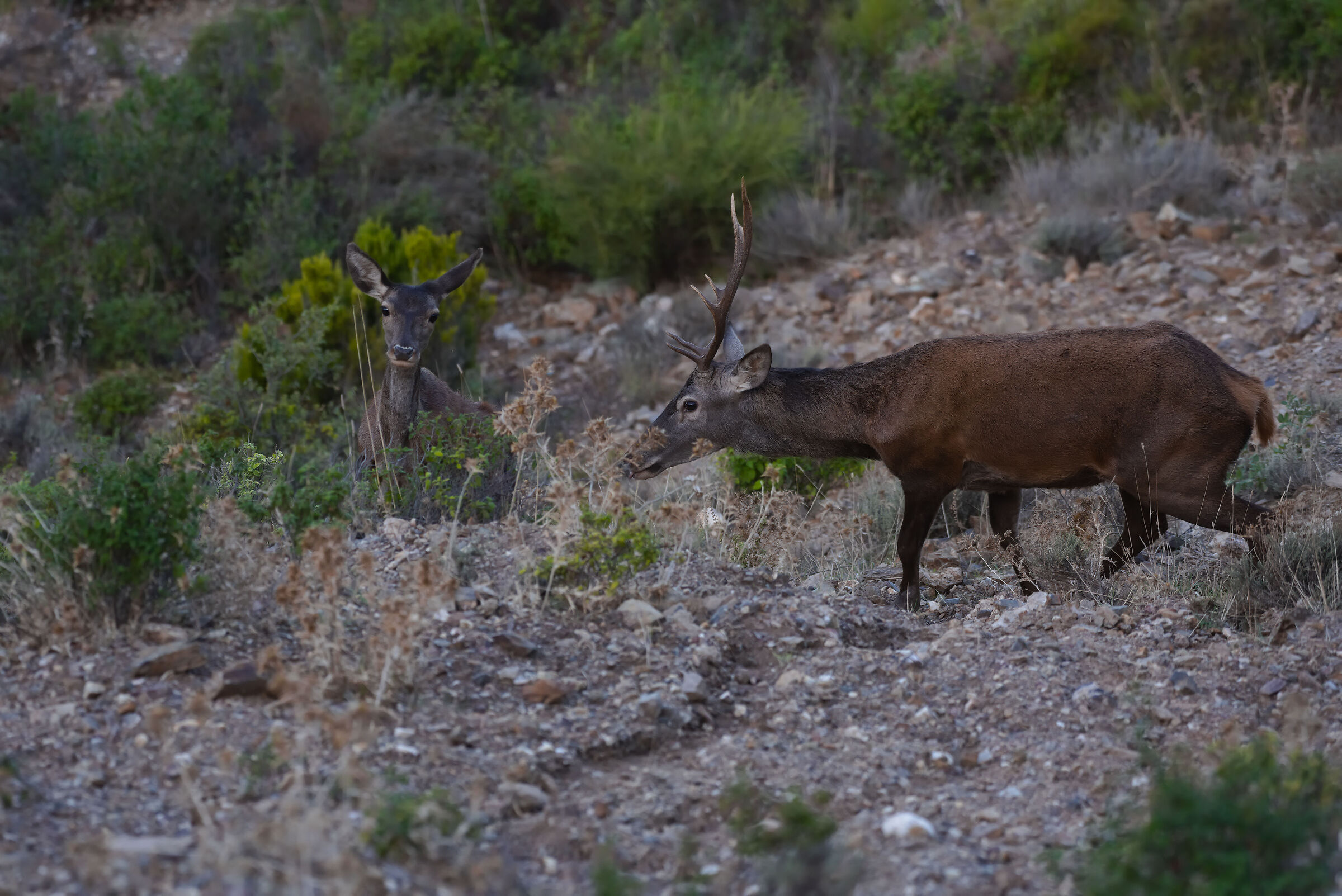 Sardinian deer