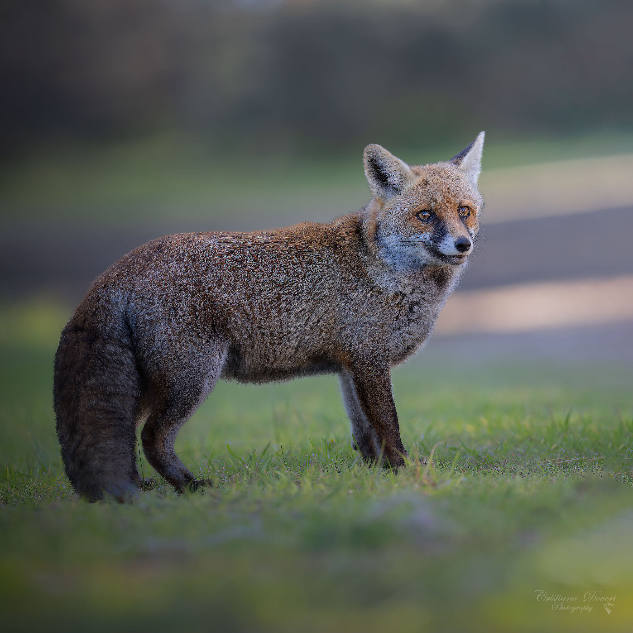Fox