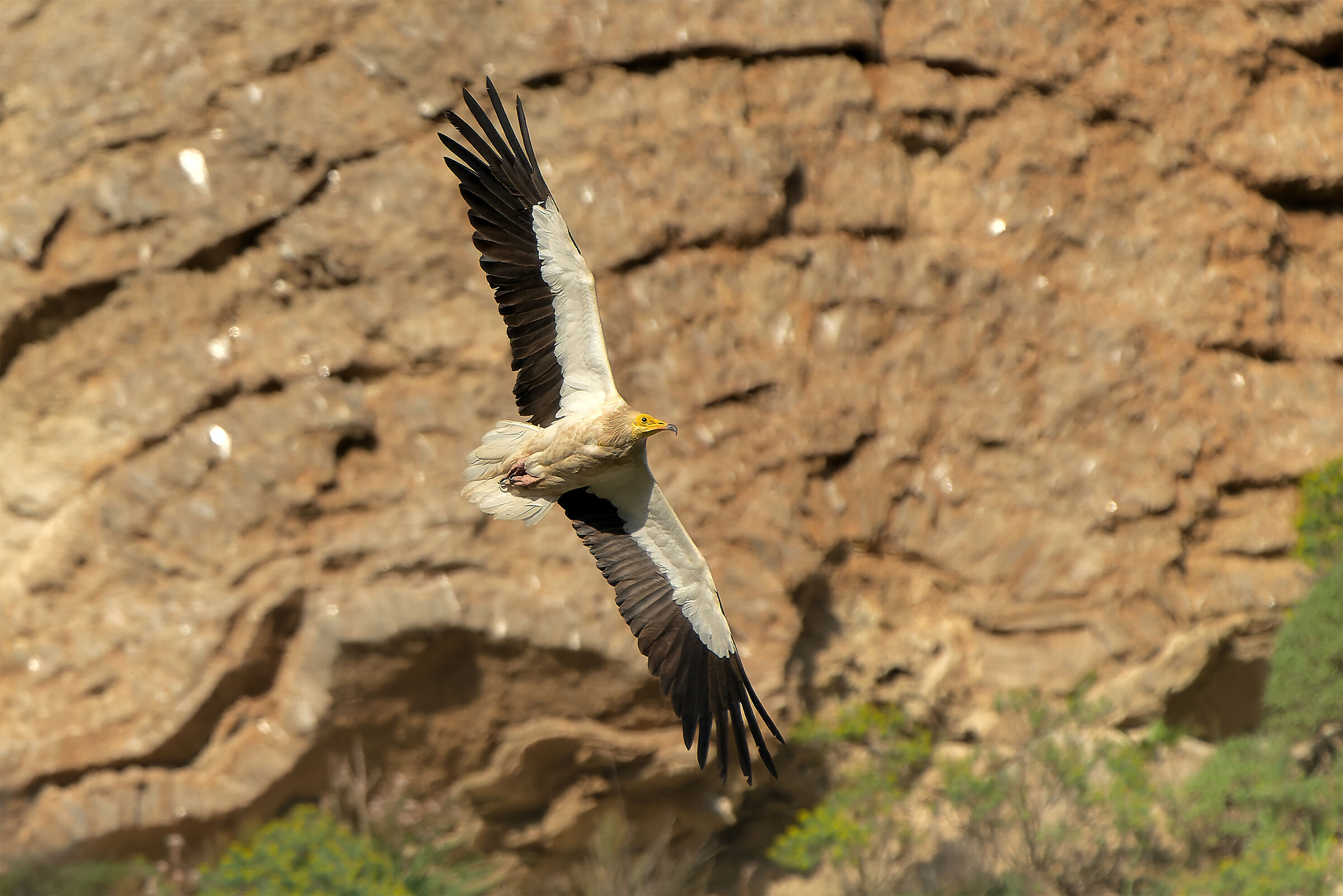 White scavenger vulture
