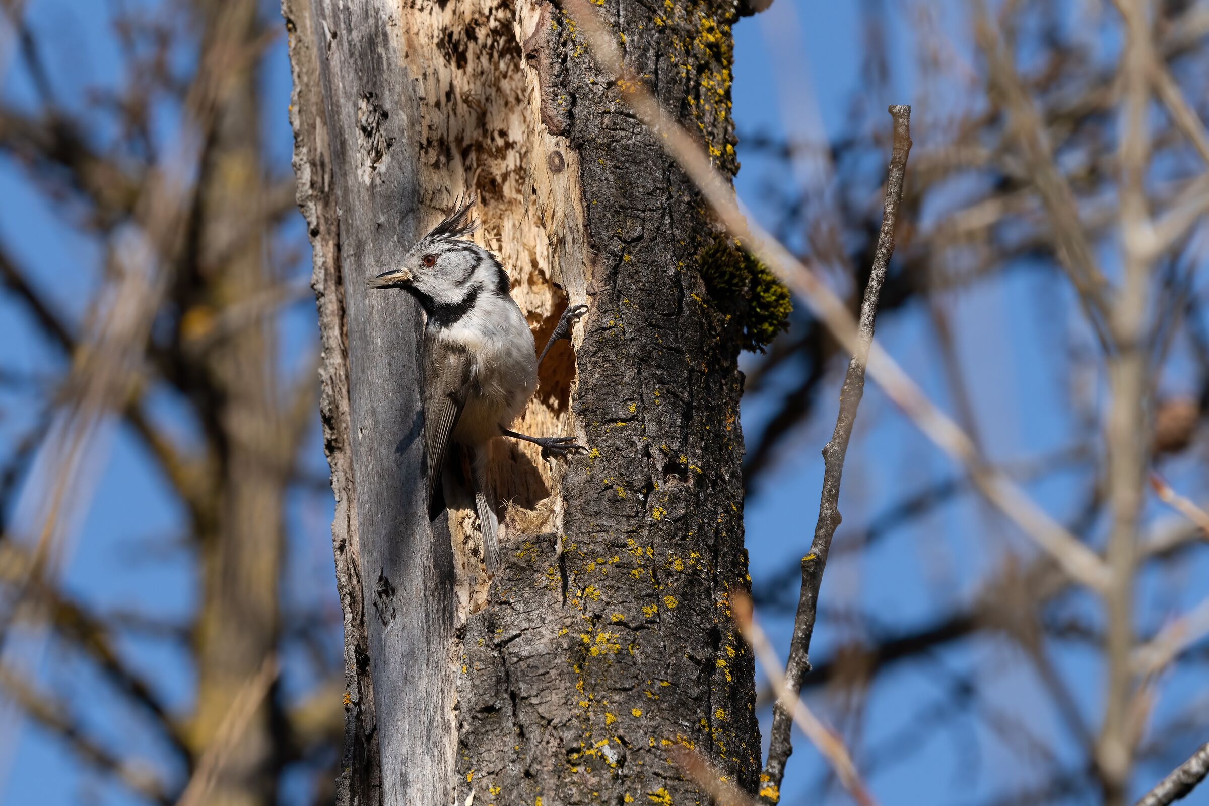 Super Cincia col ciuffo