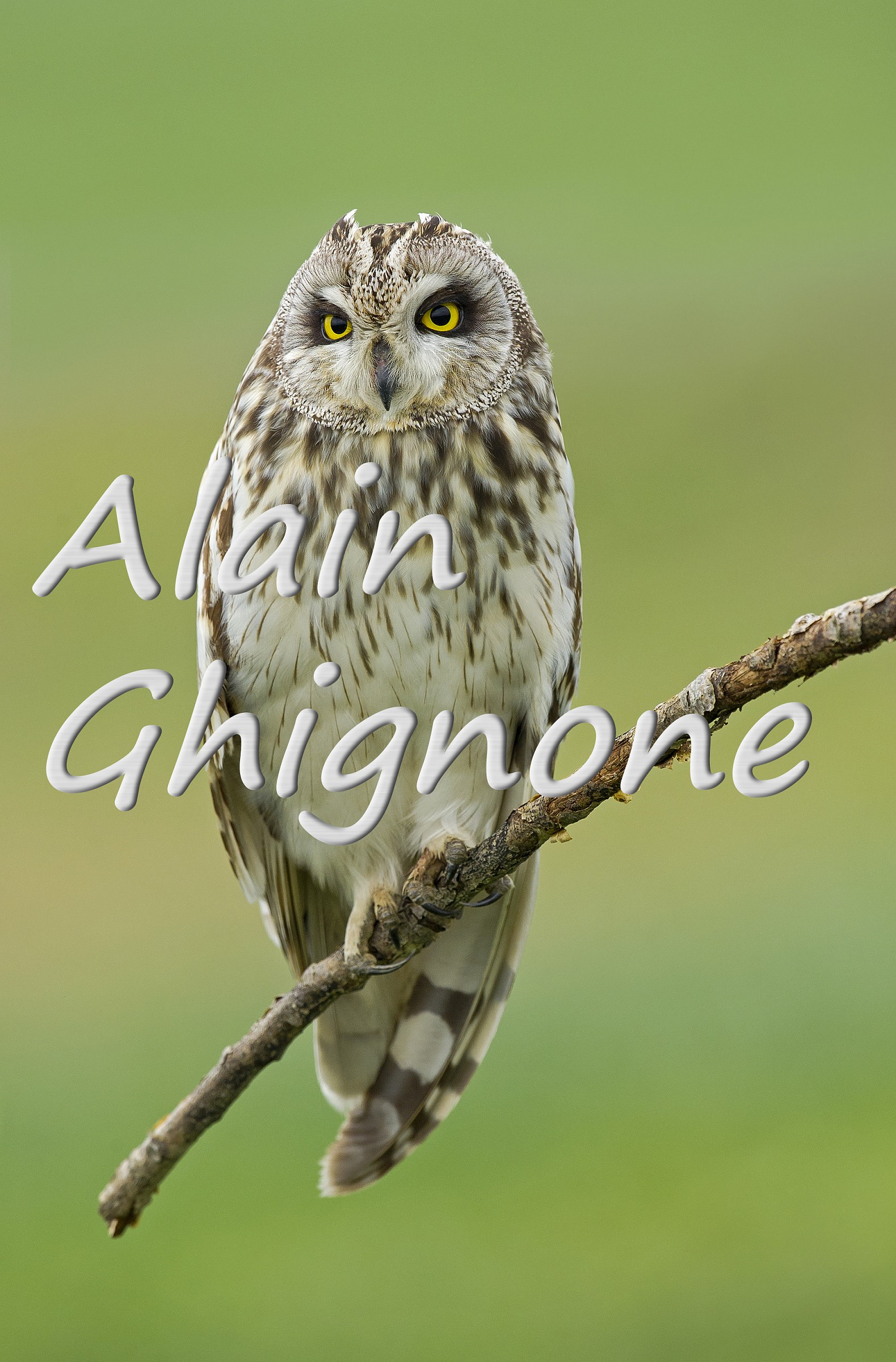 the usual short-eared owl