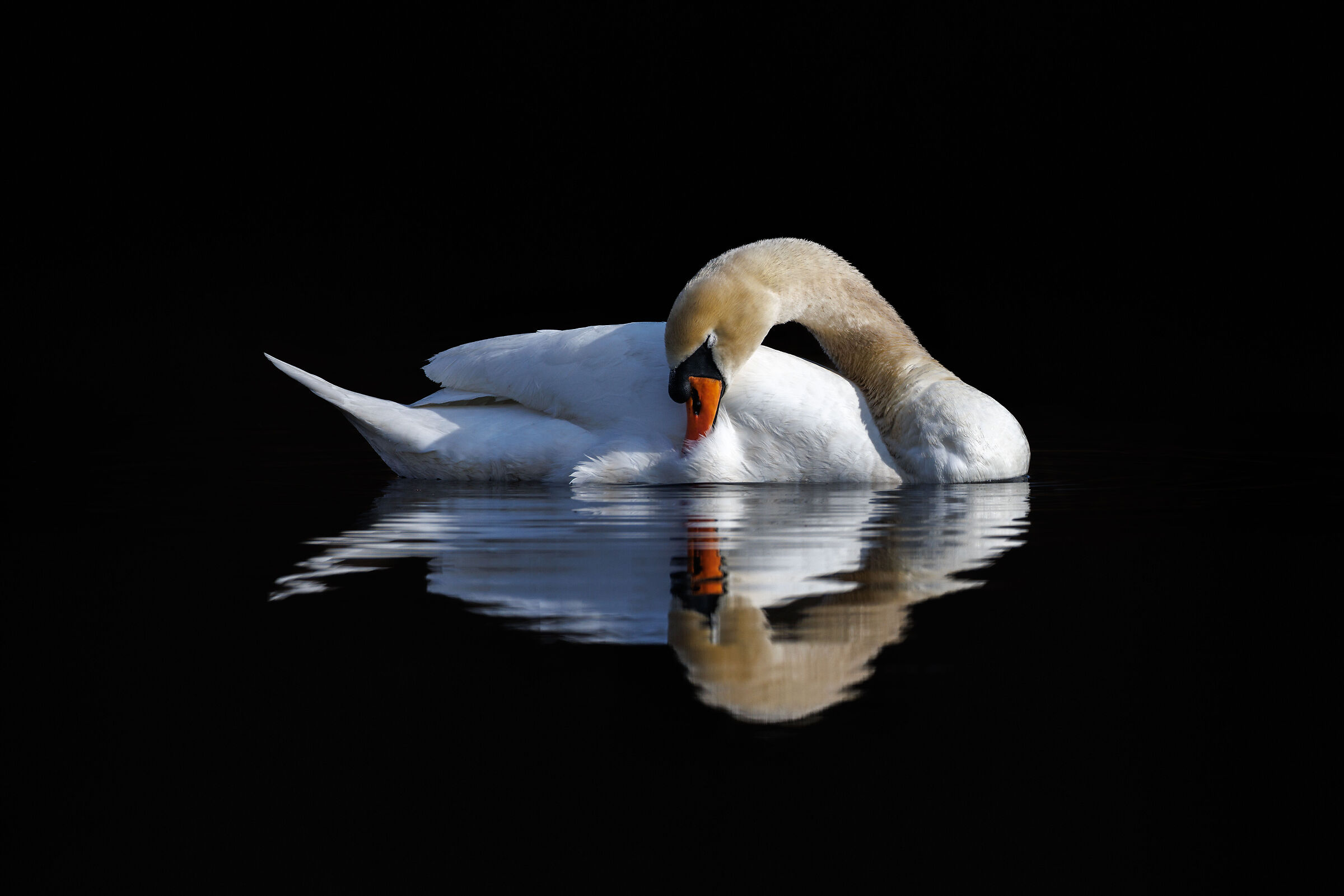 Cigno reale