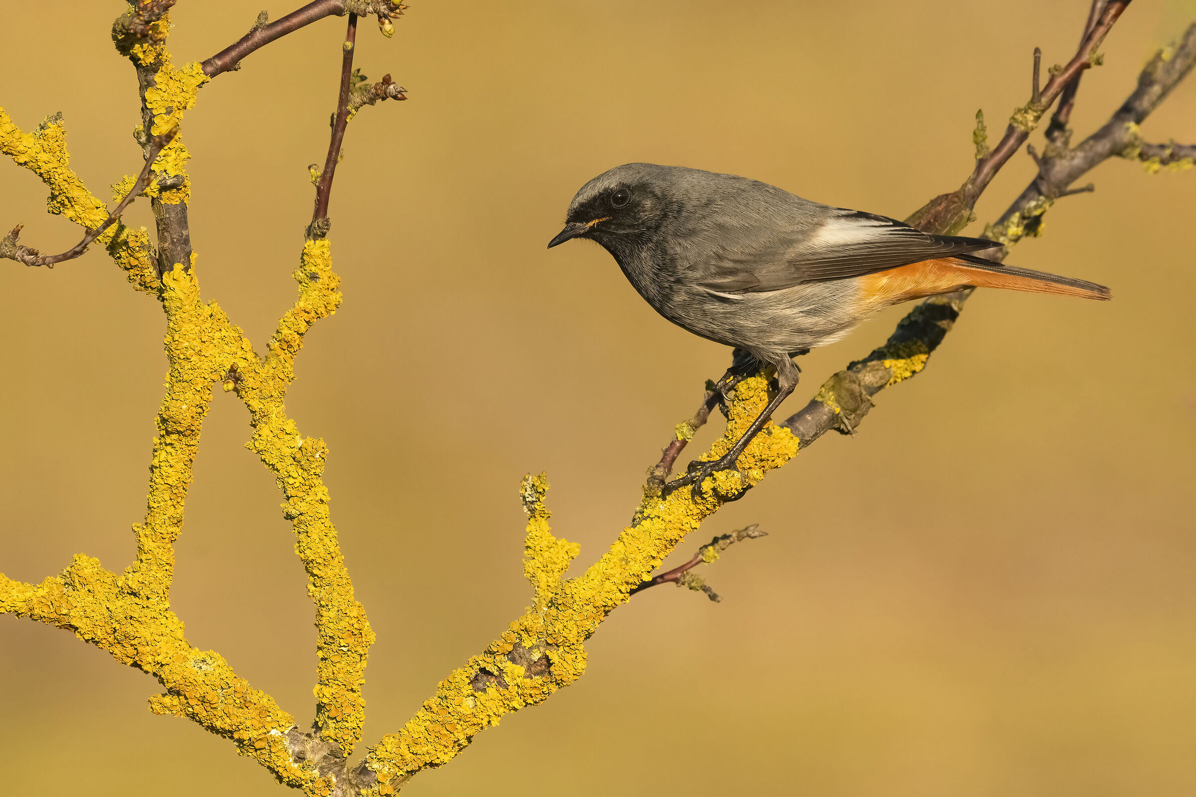 Codirosso spazzacamino