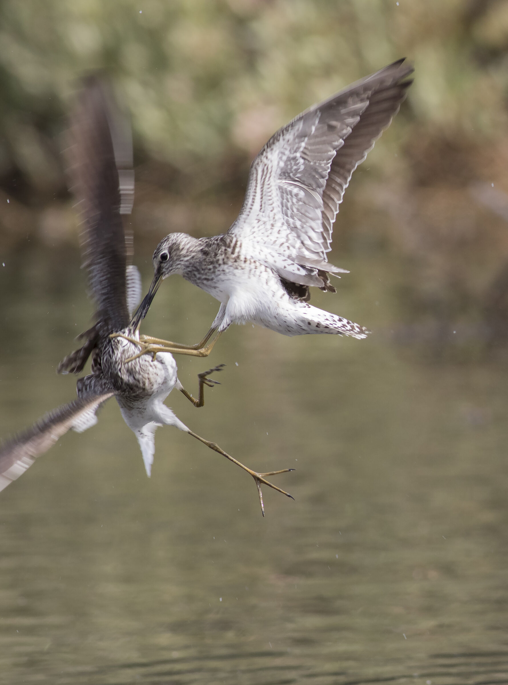 Disputa tra due piovanelli di legno.