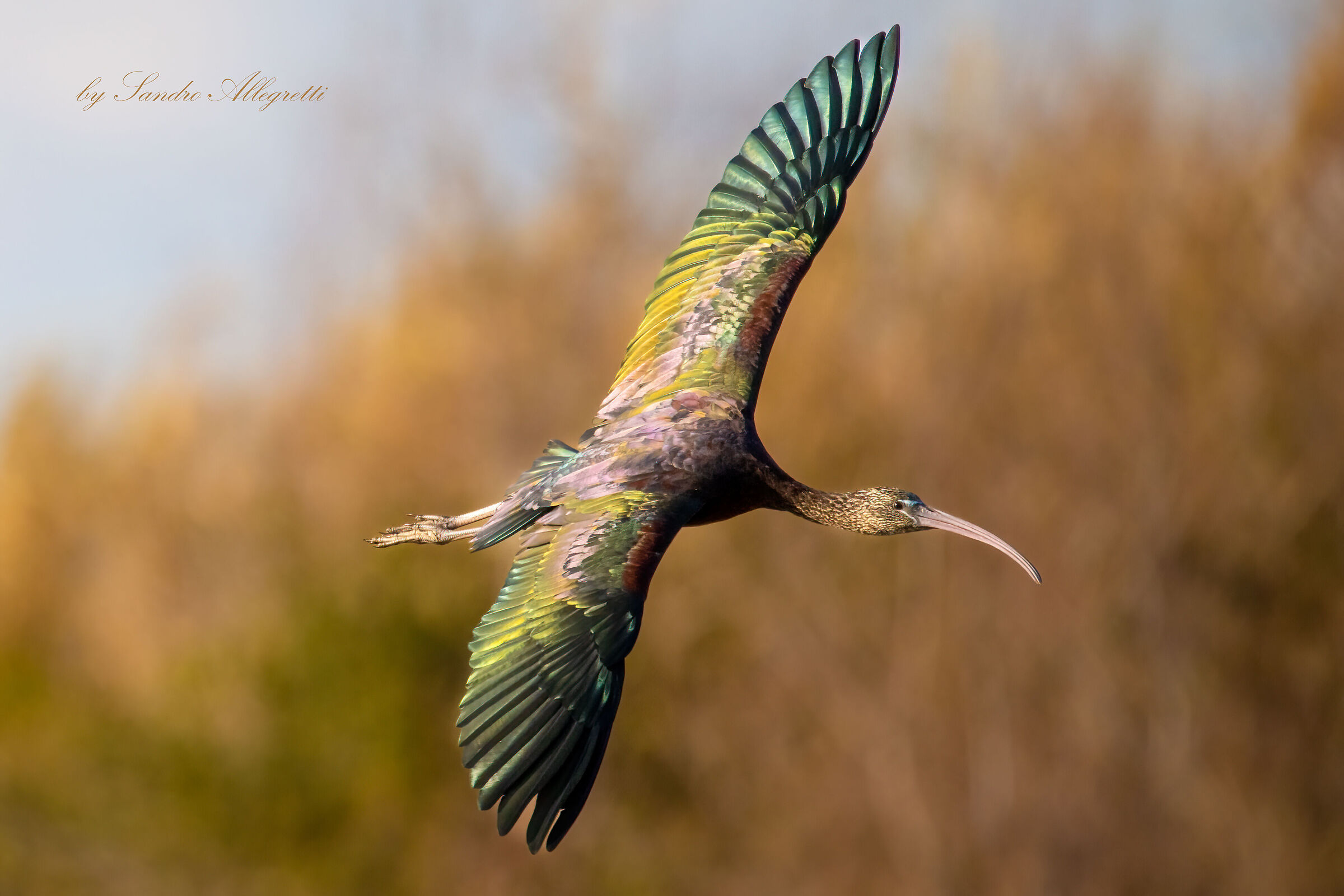 Il mignattaio (Plegadis falcinellus)
