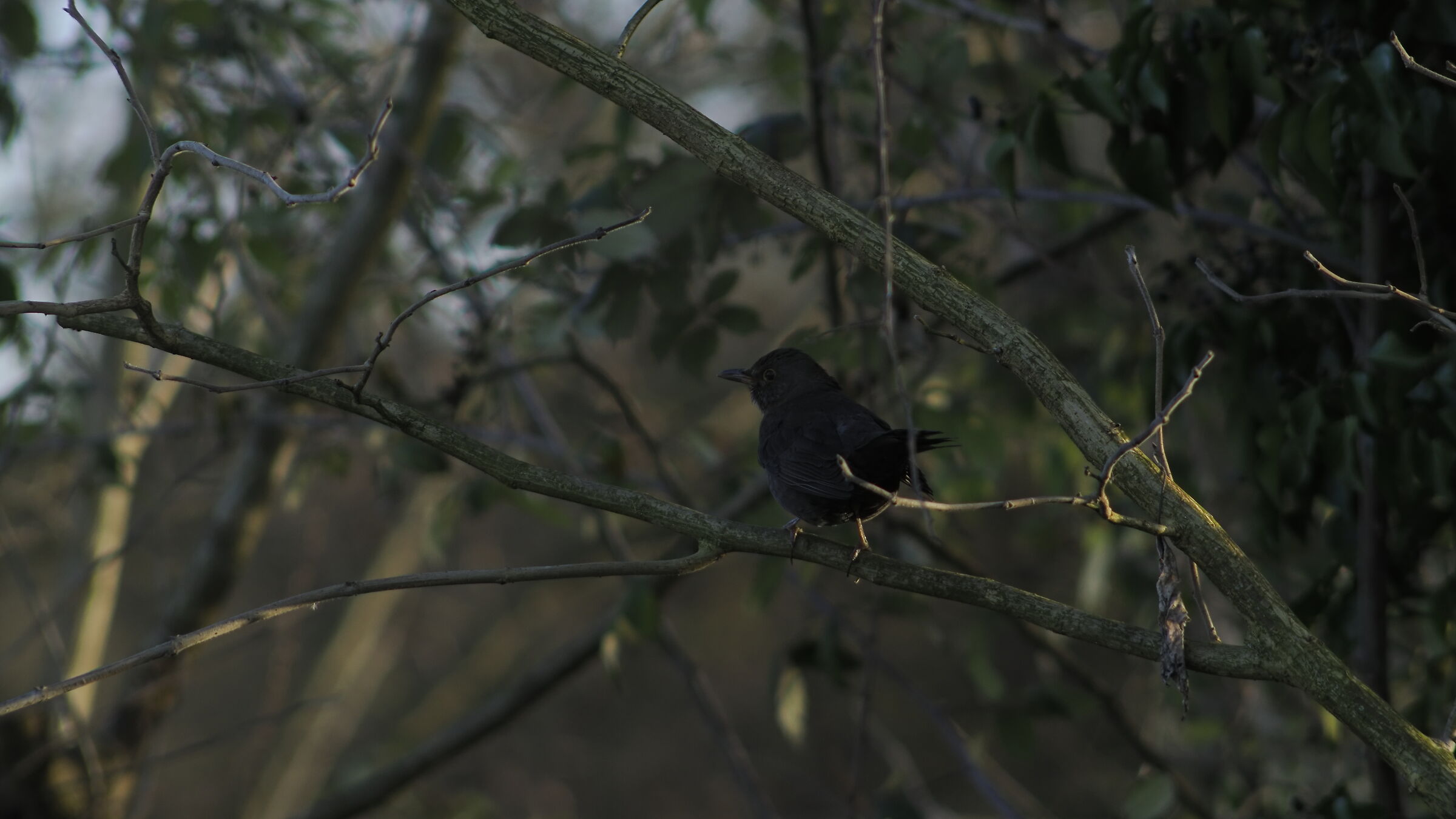lenti vintage alla riscossa 1