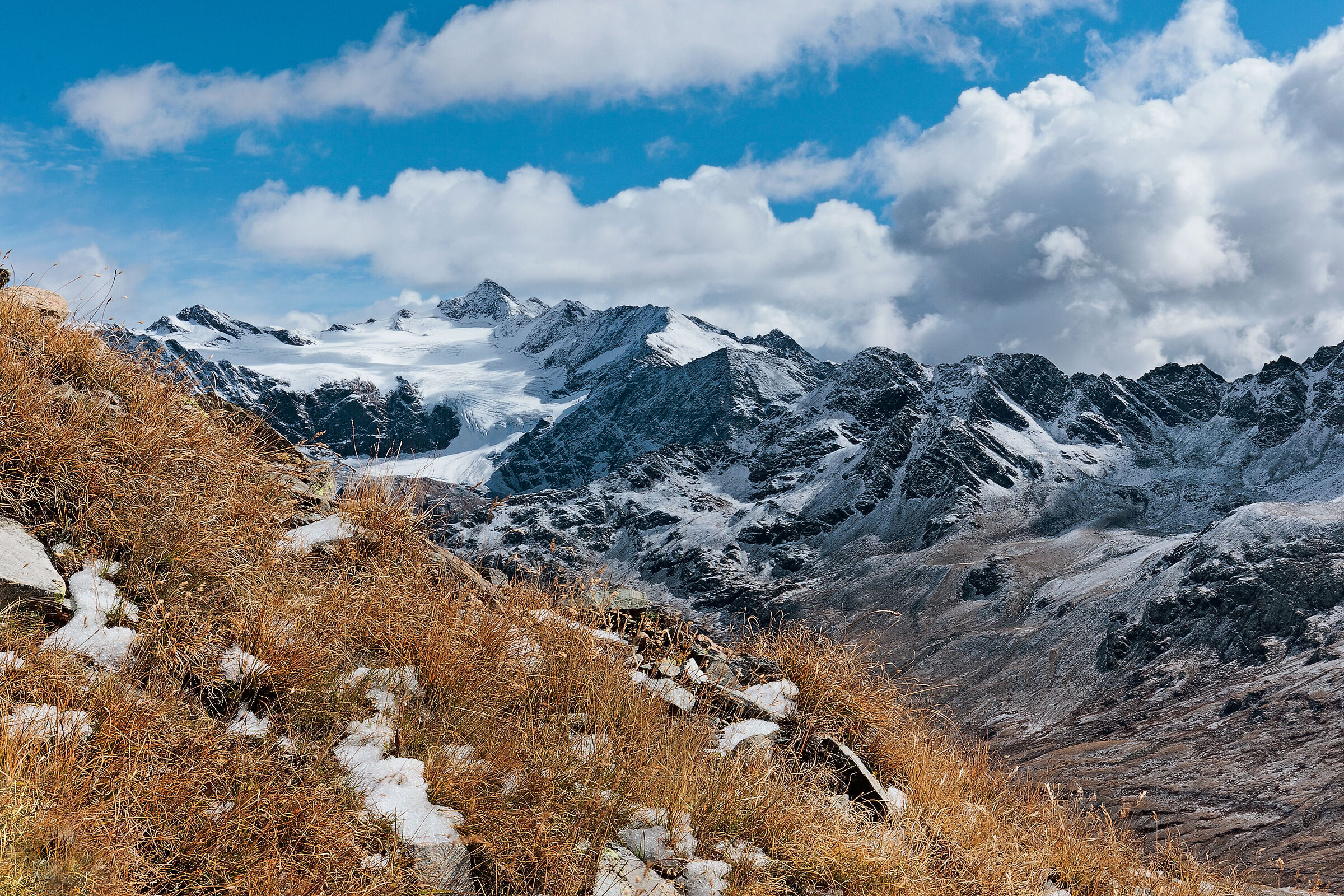 Gavia