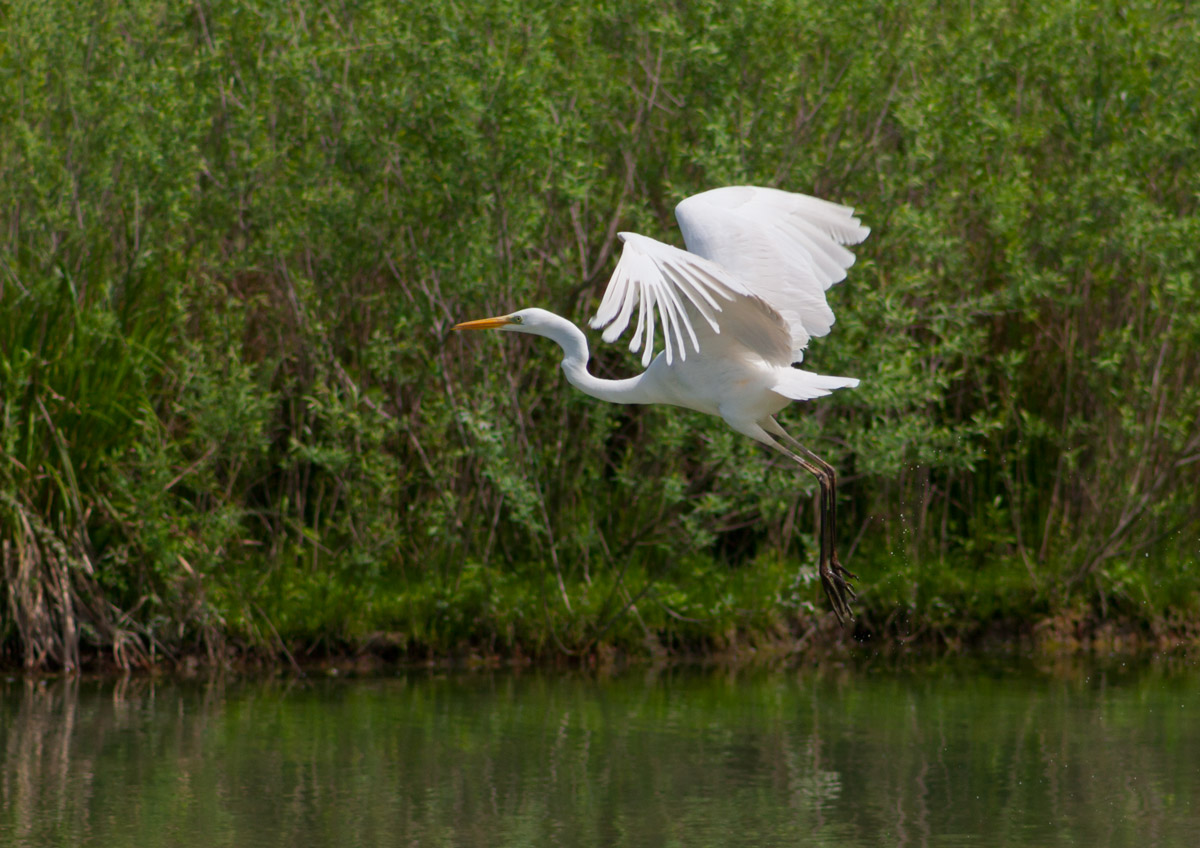 Heron in flight