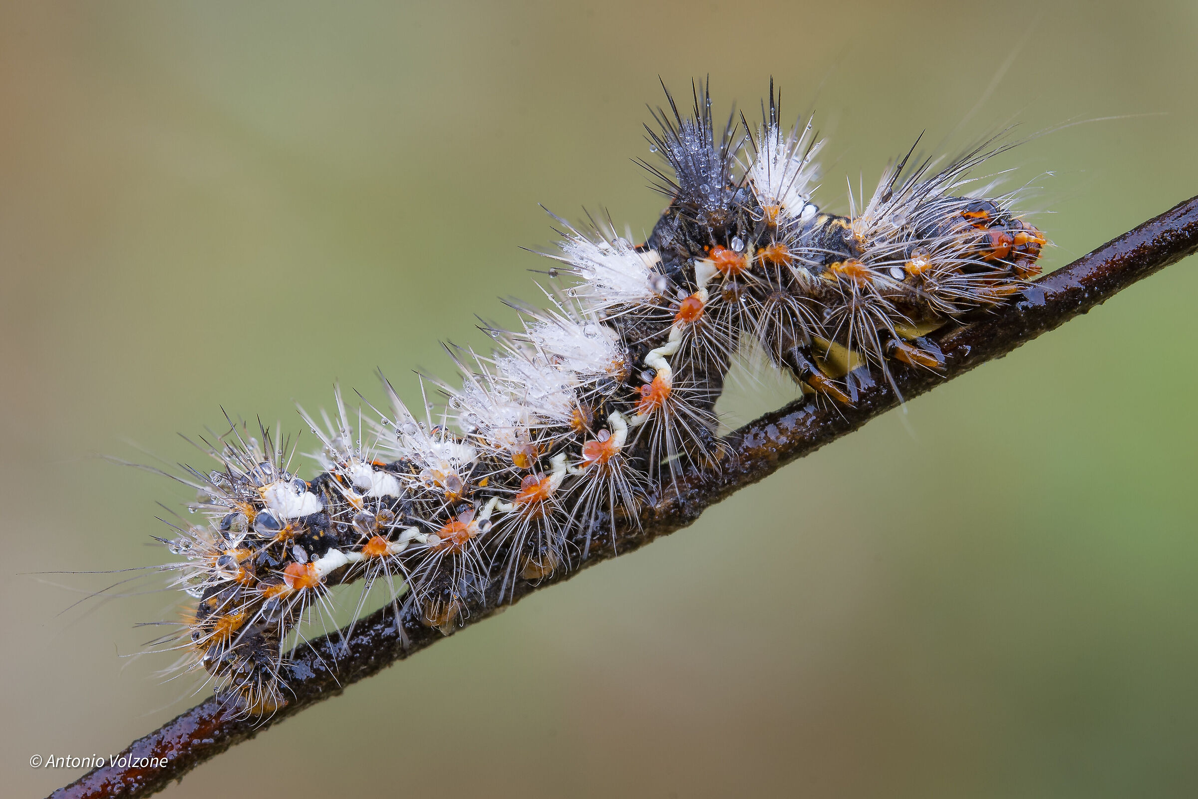 Acronicta rumicis