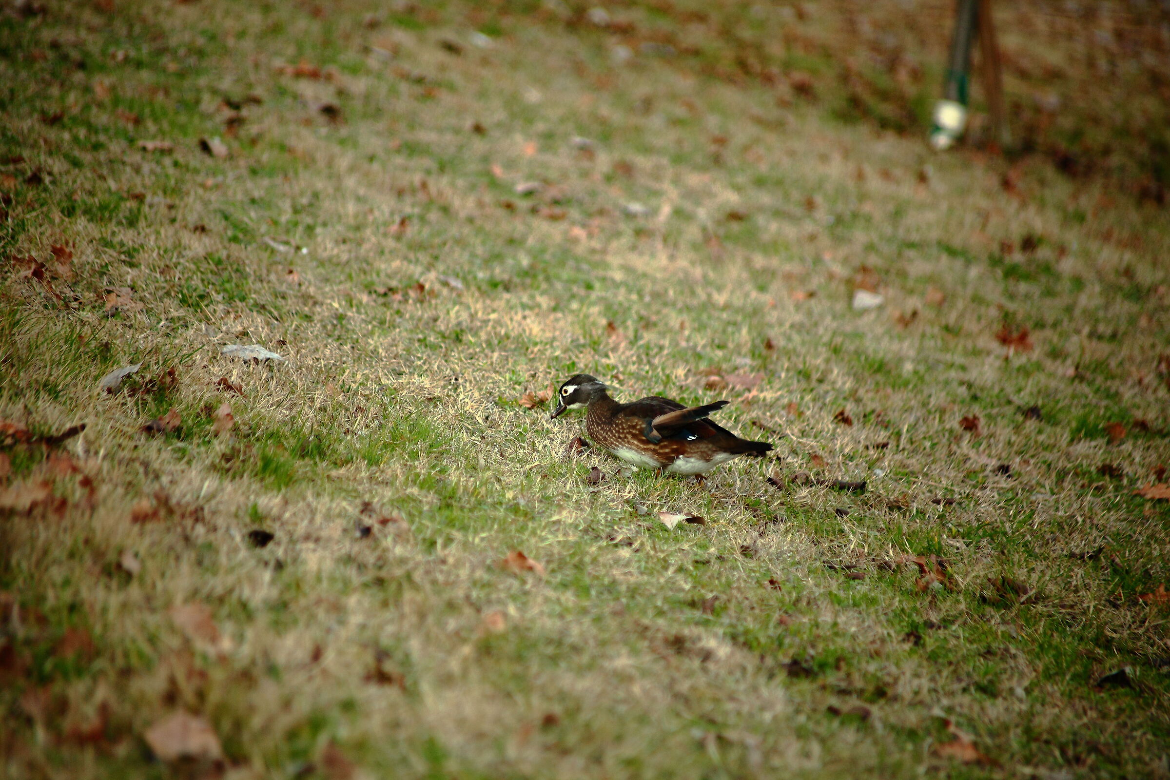 Duck with the lakes of Arcoveggio Bologna