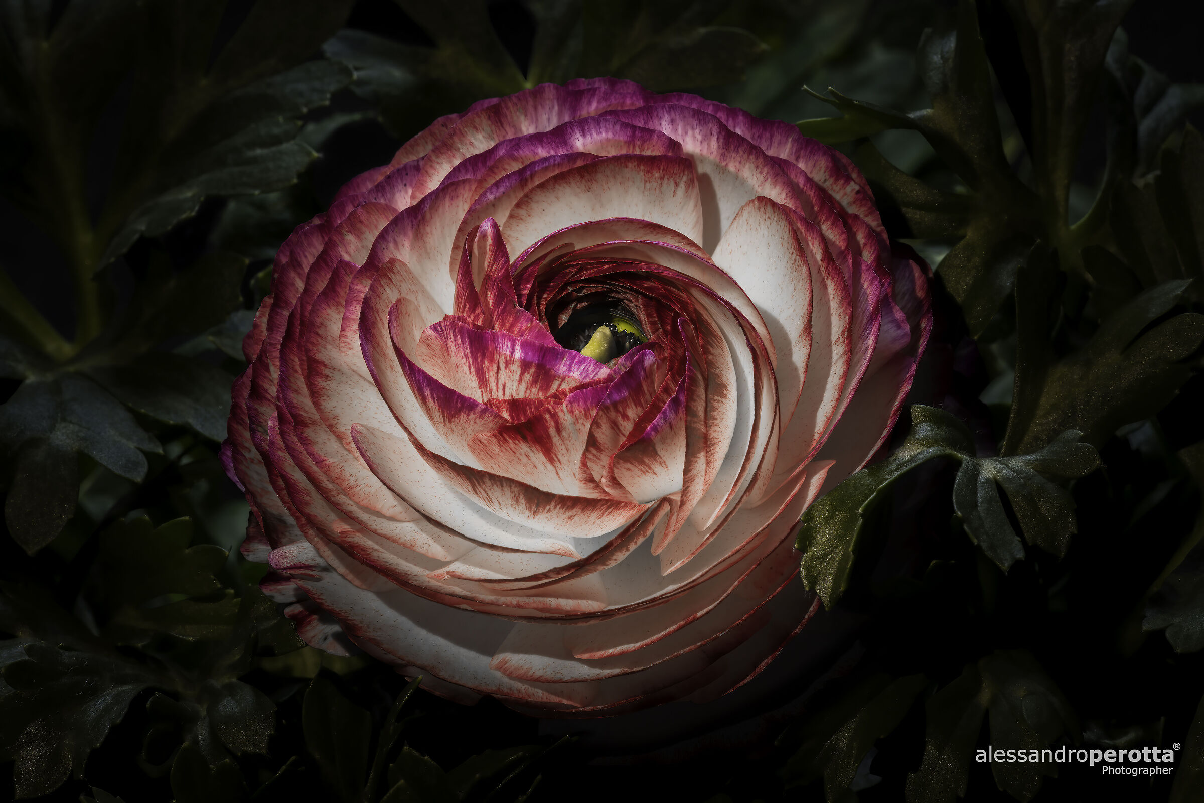 Ranunculus