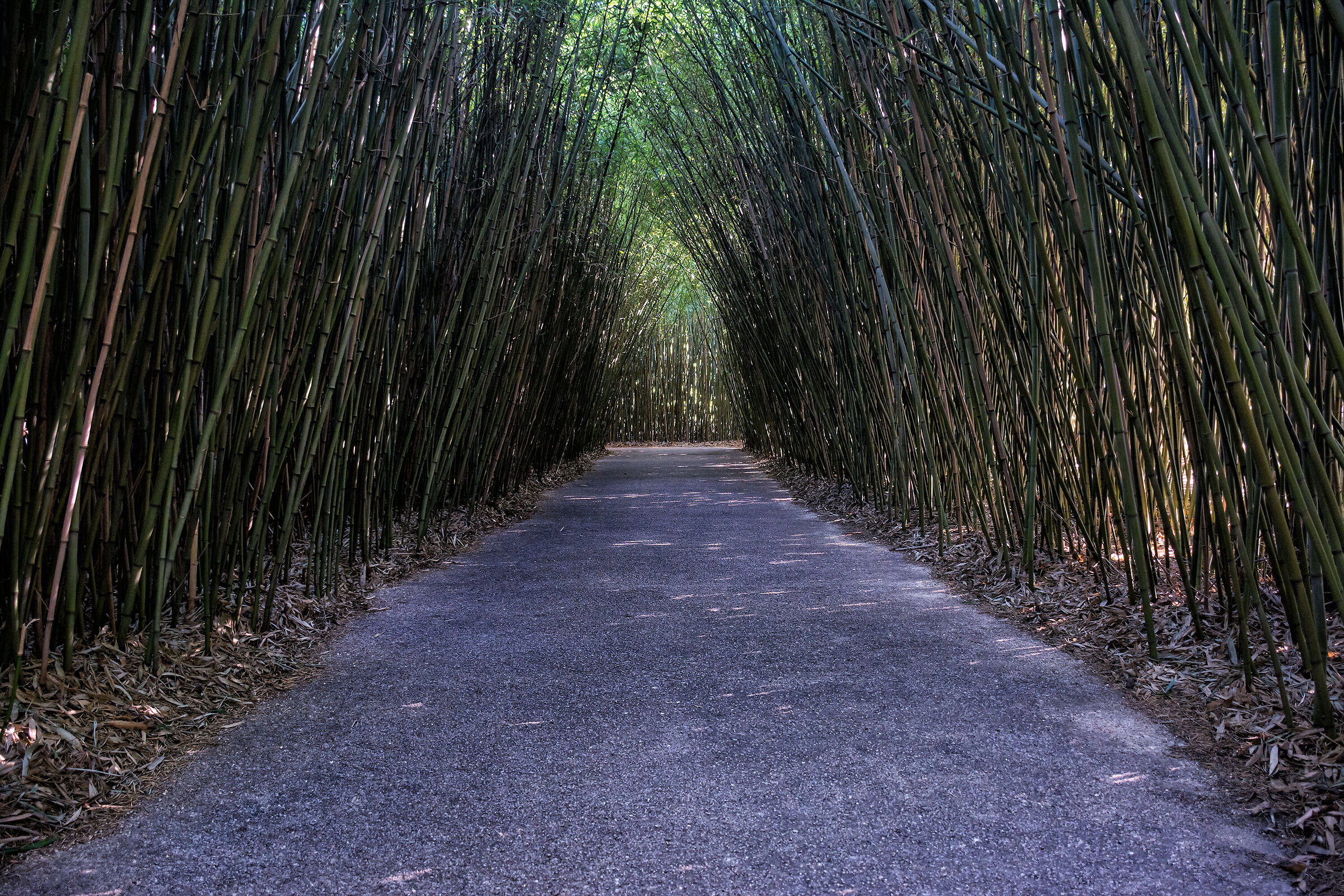 The bamboo labyrinth