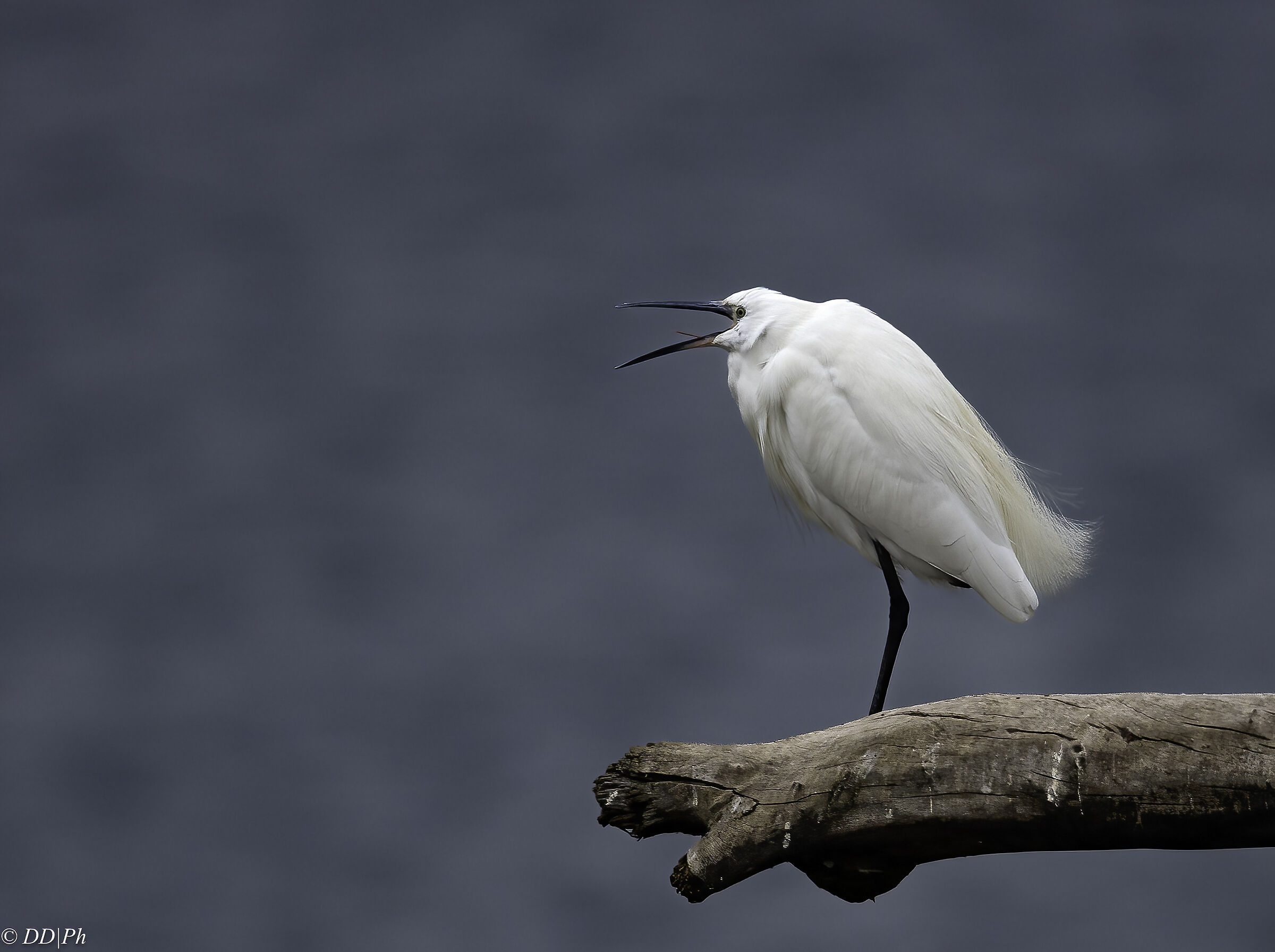 Egret