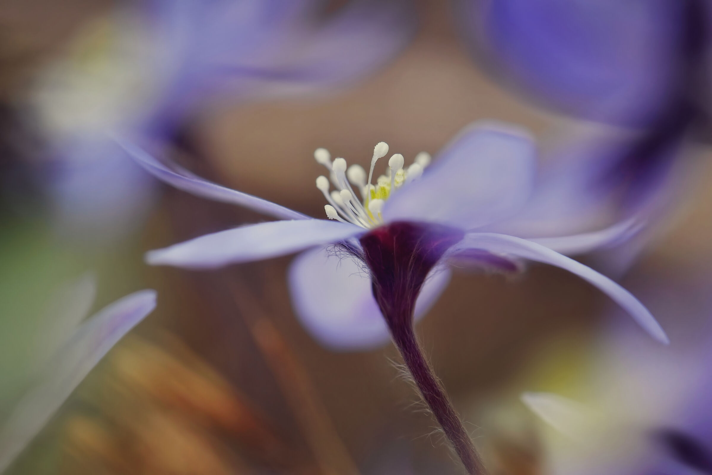 Pennellate primaverili