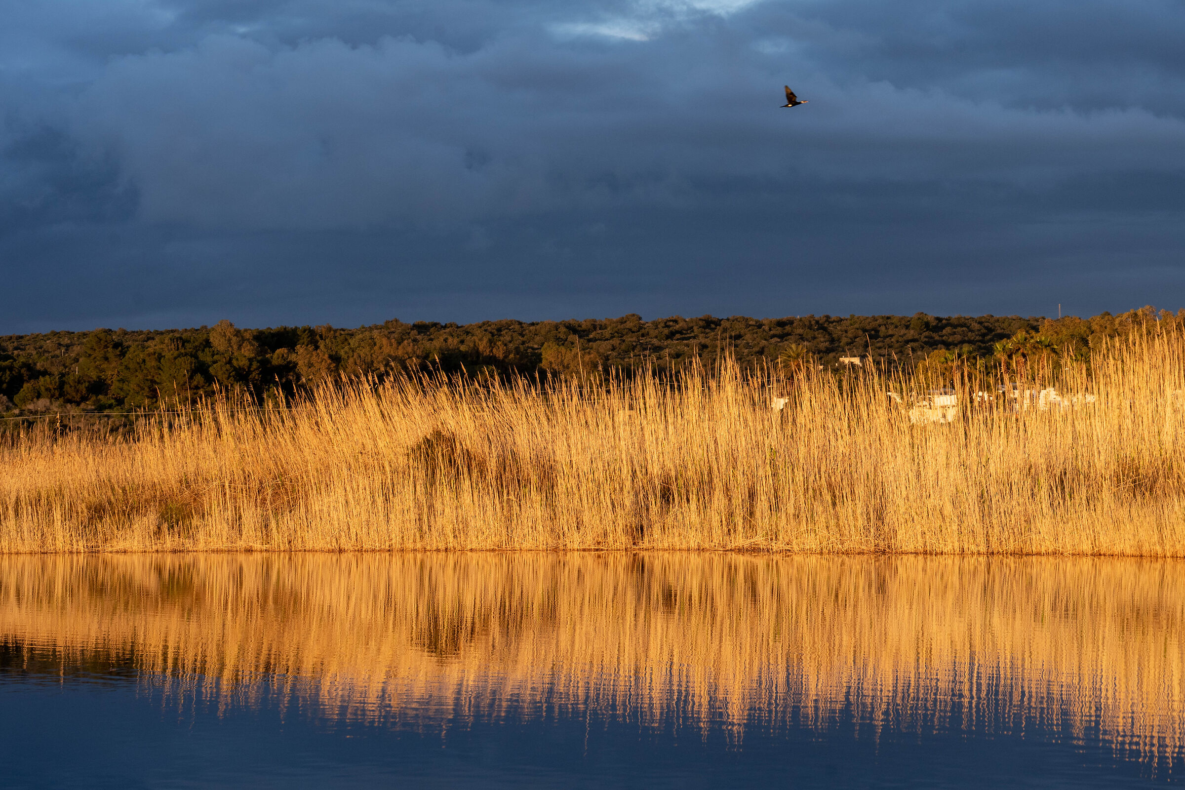 A cormorant takes flight