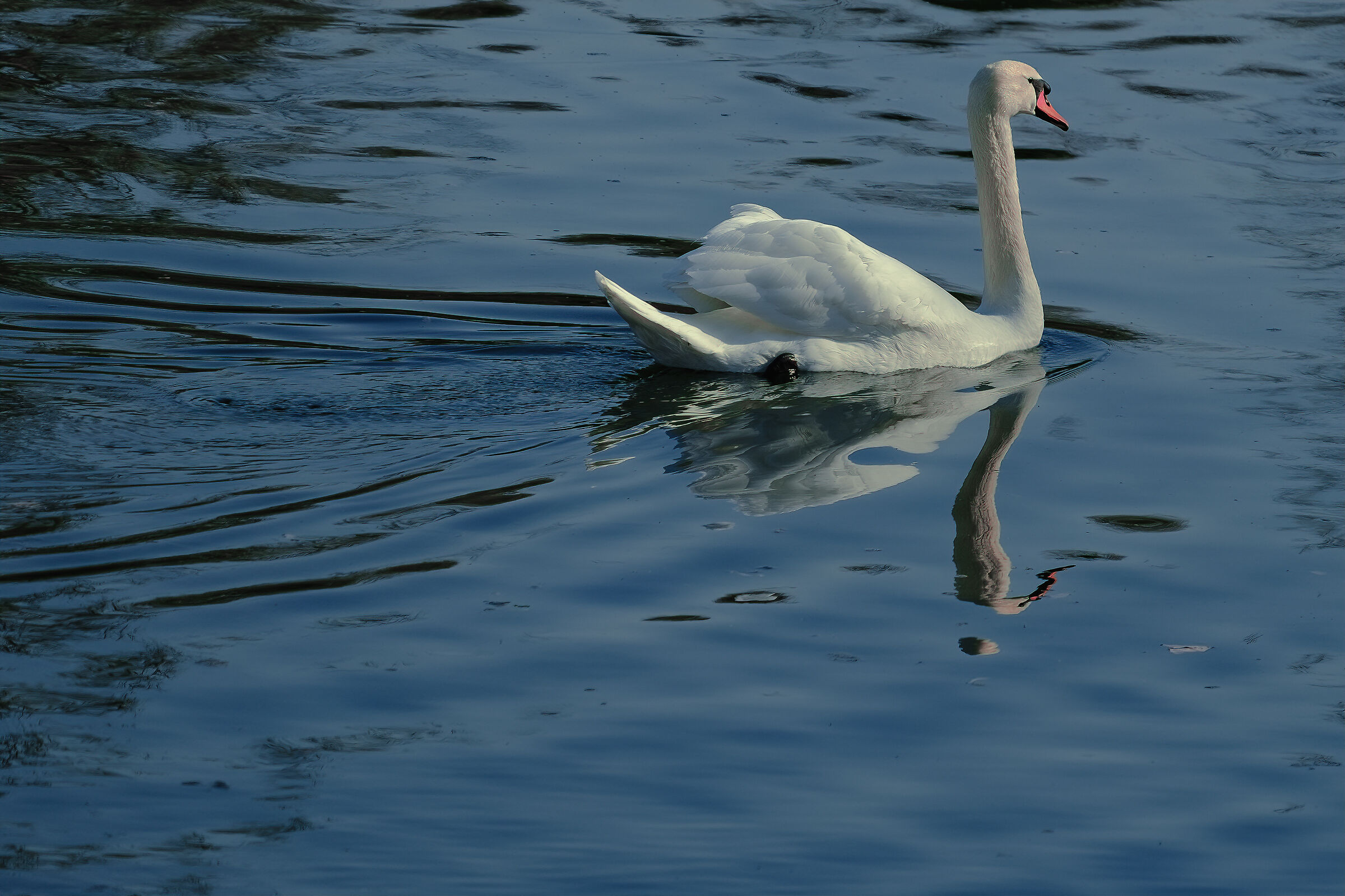 In the swan the angel and the serpent are united