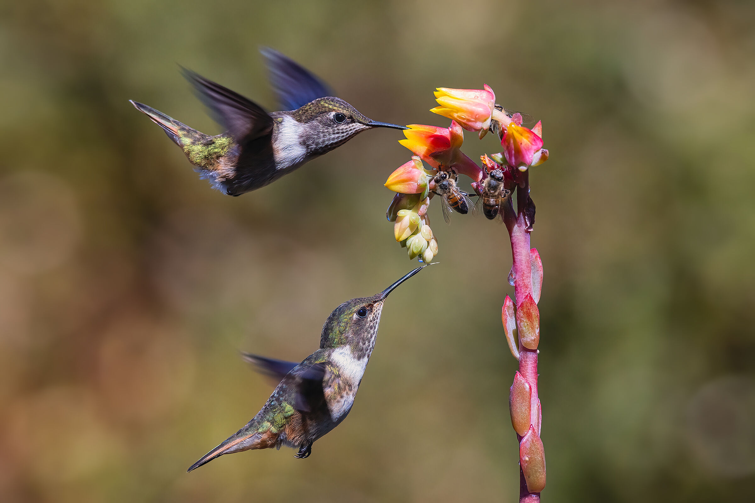 Angels of Costa Rica