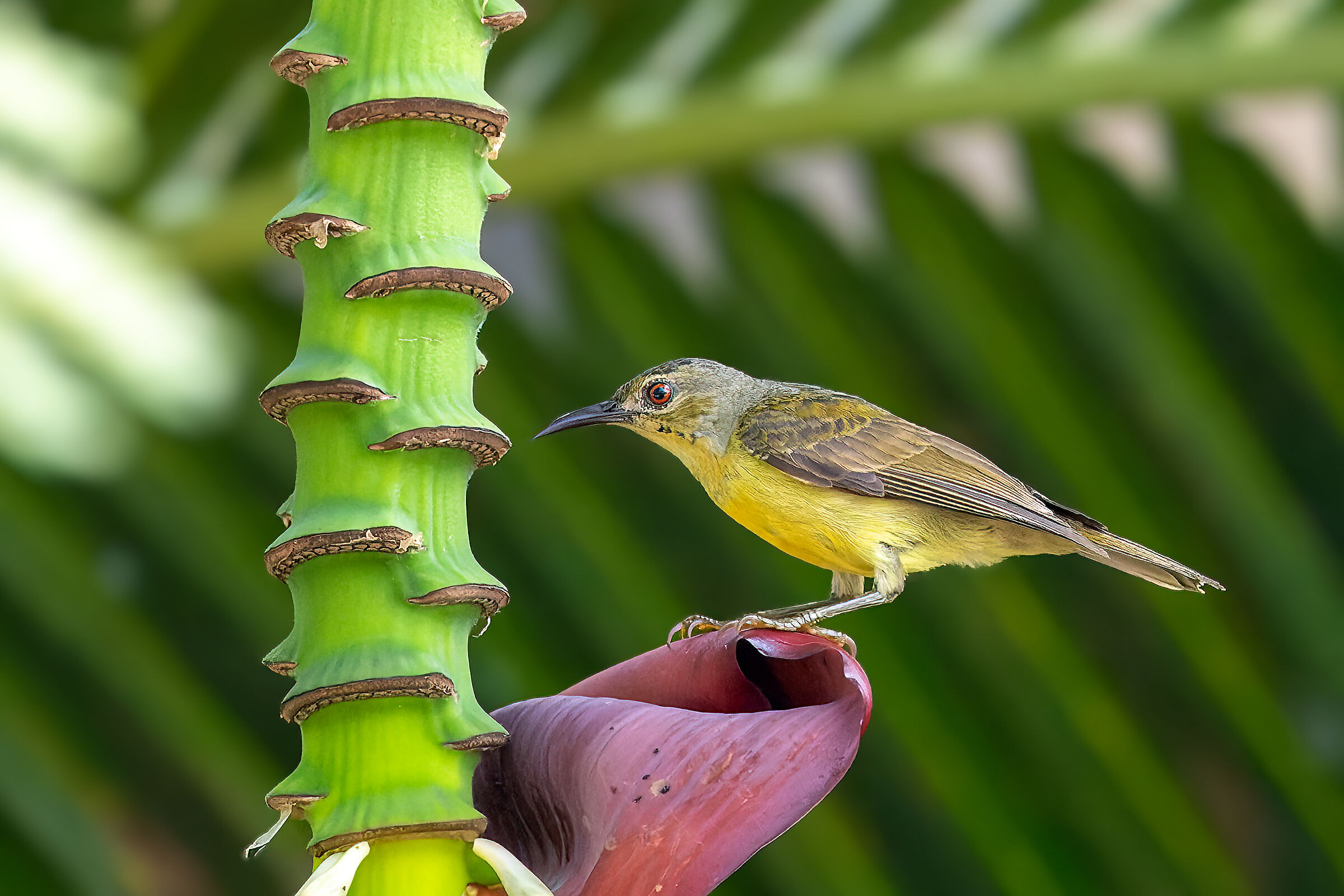 Canon R3 Trial at 25600ISO - Sunbird, Thailand