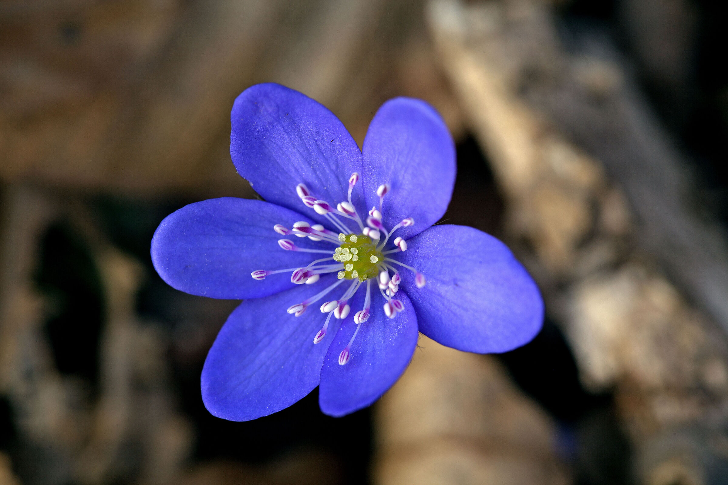 Hepatica Nobilis